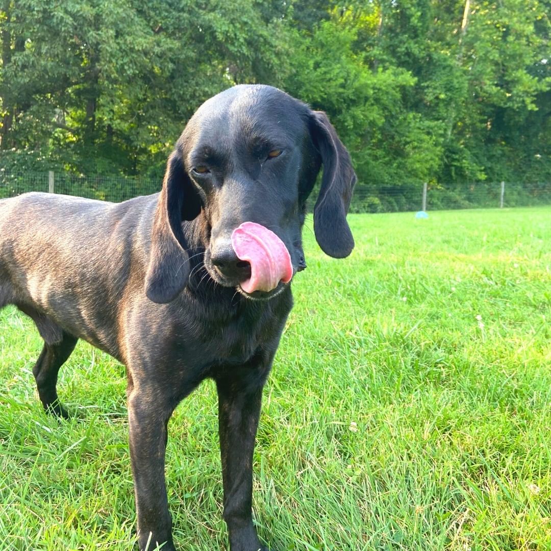 🐶 Tongue Out Tuesday Hunter style! 🐶

Hunter is a smart 3-year-old Plott Hound who genuinely believes it's his duty to patrol our fields and he loves every minute of it! All he's missing is the Sherlock cap!

Hunter looks out for the day he finds his forever home, but we're not just finding homes for dogs, we're also finding homes for those who will love them! ❤️ 🐾 

Hunter's best fit is an adult-only home with an active lifestyle. He gets along well with other dogs and cats too!

While Hunter patiently awaits his new family, we'll make sure to give him the love, care, and attention he deserves before you visit! Submit an application today and come get to know Hunter! 💚

<a target='_blank' href='https://www.instagram.com/explore/tags/TongueOutTuesday/'>#TongueOutTuesday</a> <a target='_blank' href='https://www.instagram.com/explore/tags/RescueDogsRock/'>#RescueDogsRock</a> <a target='_blank' href='https://www.instagram.com/explore/tags/NonProfitLife/'>#NonProfitLife</a> <a target='_blank' href='https://www.instagram.com/explore/tags/RescueDogs/'>#RescueDogs</a> <a target='_blank' href='https://www.instagram.com/explore/tags/TheirVoiceRescue/'>#TheirVoiceRescue</a> <a target='_blank' href='https://www.instagram.com/explore/tags/AdoptDontShop/'>#AdoptDontShop</a>