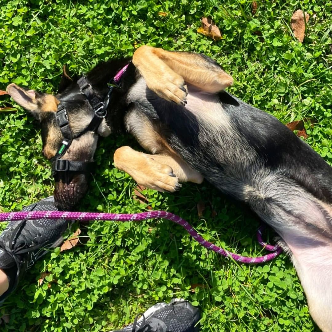 MEET RAVEN!

Meet Raven, a gorgeous German Shepherd mix who just arrived from Texas! Some of her favorite activities are playing with you, taking frequent naps with her favorite bunny, getting attention from her favorite humans, and going on walks. 

Raven is the perfect match for anyone who wants a deep, strong connection with their dog. She's incredibly smart and protective and would benefit from someone who enjoys training just as much as she does! Her entire world revolves around her 