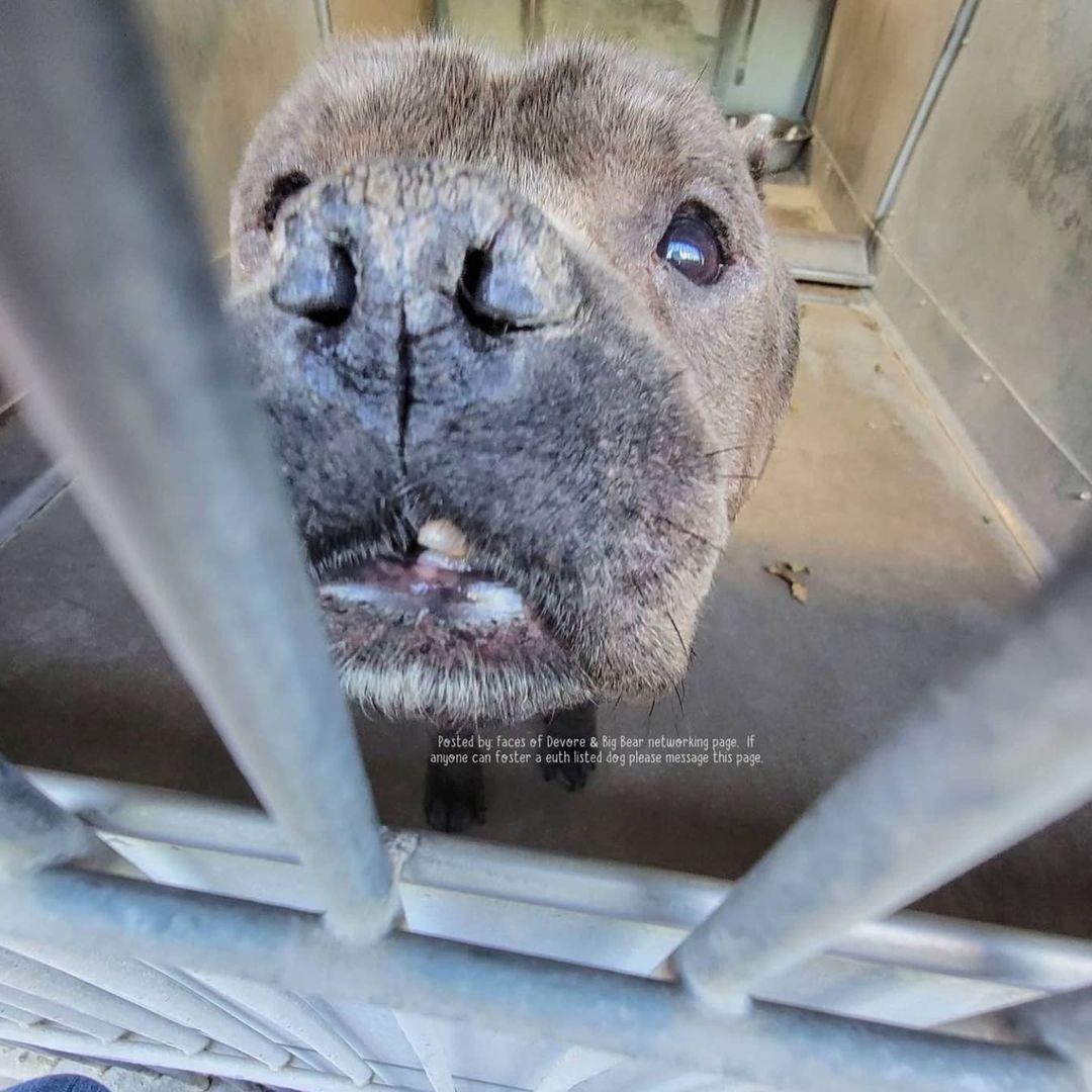 Happy Saturday Rescue Fam! 

We’d love to get this Angel outta the shelter but need a committed and experienced foster to do so.

We reached out to the Devore shelter staff to obtain medical and behavioral notes on Scythe and were told, “He has not shown any signs of having behavior or medical issues. If the staff noticed anything it would have been noted”.

However, it’s clear a dental is in order. He would see one of our vets for a complete work up. We would also do an assessment with one of our trainers, if need be, to better understand him and his needs before placing him in a forever home.

What we do know is that, this short stack is about as adorable as they come, approximately 7 years old and talks real cute!

If you’ve never fostered for us before, the rescue covers all expenses (unless the foster would like to donate toward his care) and we’ll need to review your completed foster application. 

Link in our bio for our foster application.

Please email your completed application to hello@realgood.dog with “Foster Scythe” in the subject line.

Let’s get this bb safe!

<a target='_blank' href='https://www.instagram.com/explore/tags/RealGoodRescue/'>#RealGoodRescue</a> 
<a target='_blank' href='https://www.instagram.com/explore/tags/RealGoodGang/'>#RealGoodGang</a> 
<a target='_blank' href='https://www.instagram.com/explore/tags/DevoreAnimalShelter/'>#DevoreAnimalShelter</a> 
<a target='_blank' href='https://www.instagram.com/explore/tags/A756825/'>#A756825</a>