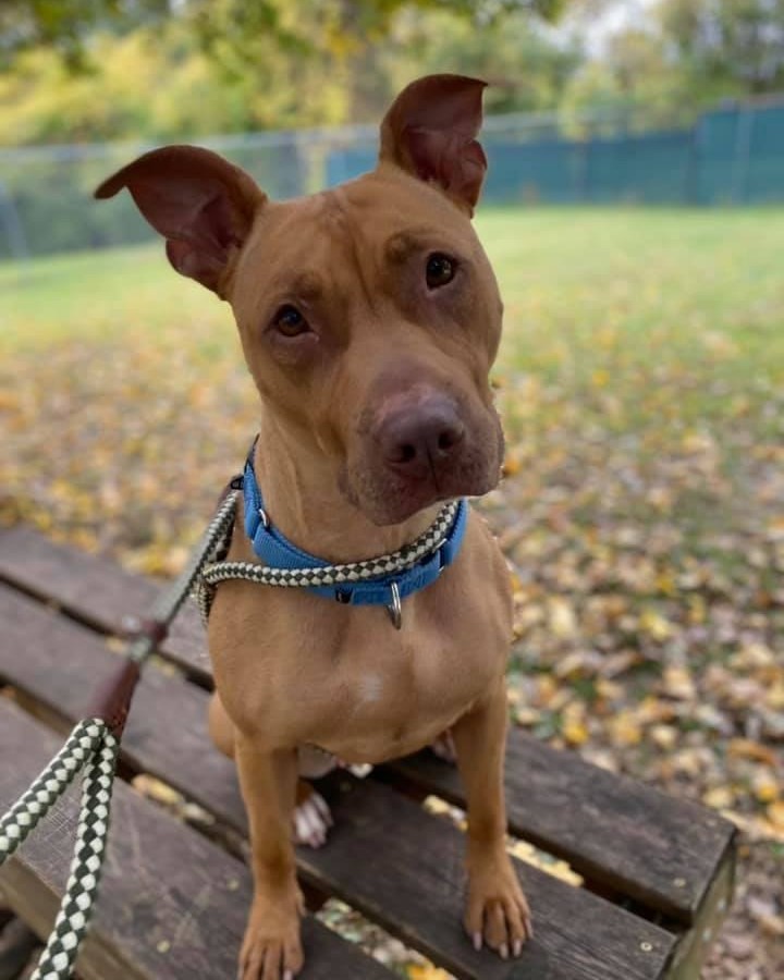 Good luck looking into these eyes and NOT falling in love! 👀❤️

Maple has been dreaming of a wonderful, loving home where she will be spoiled beyond belief, and we want to help her get there. She has not had the easiest life up until now, but you wouldn't know it from her sweet personality. Her favorite activity at the shelter is hanging out in the laundry room testing all the new toys and helping the humans fold blankets! Maple also loves going on hikes and playing in the yard with her chew toys. She would be best suited for a home without other animals and only older children. 

Apply to meet Maple here: fiveacresanimalshelter.org/adopt/adoptable-pets-dogs 🐾<a target='_blank' href='https://www.instagram.com/explore/tags/fiveacresanimalshelter/'>#fiveacresanimalshelter</a> <a target='_blank' href='https://www.instagram.com/explore/tags/safesoundandhomewardbound/'>#safesoundandhomewardbound</a> <a target='_blank' href='https://www.instagram.com/explore/tags/adoptdontshop/'>#adoptdontshop</a>