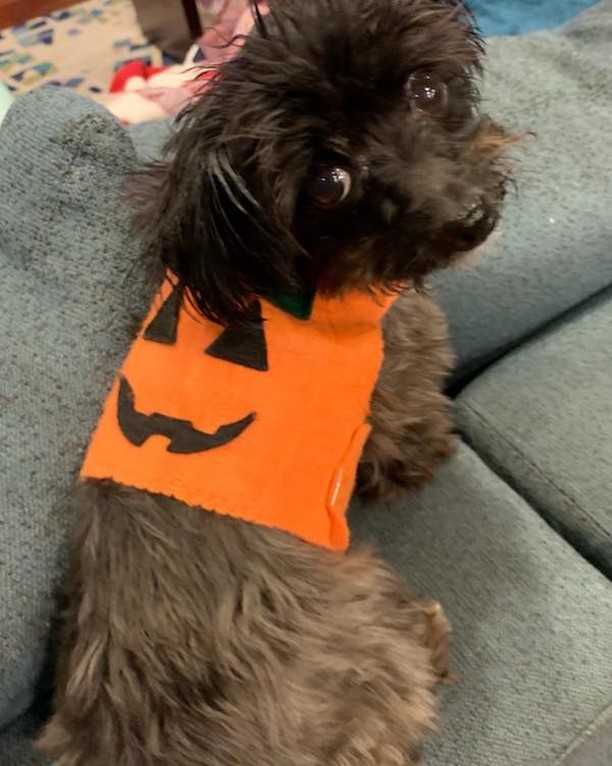 Little Mochi (PFh Alumni) makes the cutest little pumpkin.  No tricks here!