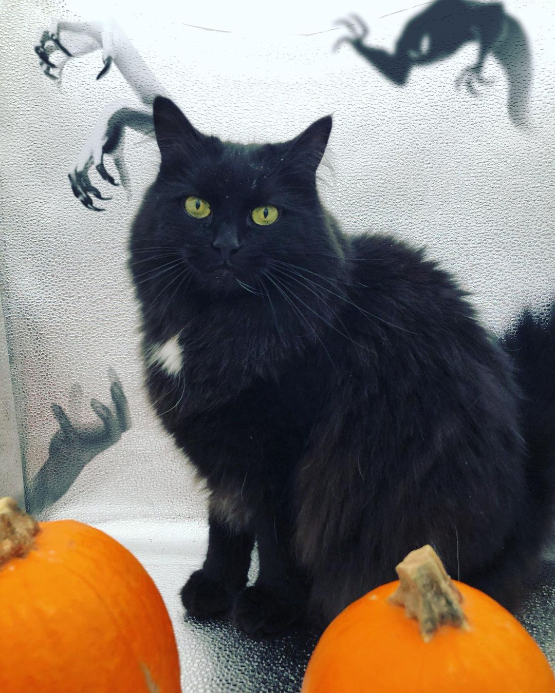 In honor of Halloween here is our Wayward adoptable goblin Echo !!
If you are looking for an independent lady cat as your sometimes companion sometimes goblin look no further thank Echo! 
She is a cat that knows her own mind. She enjoys cuddles and pets until she decides she's done- then she lets you know 
Happy Halloween from Echo and the WRAS team ! 👻