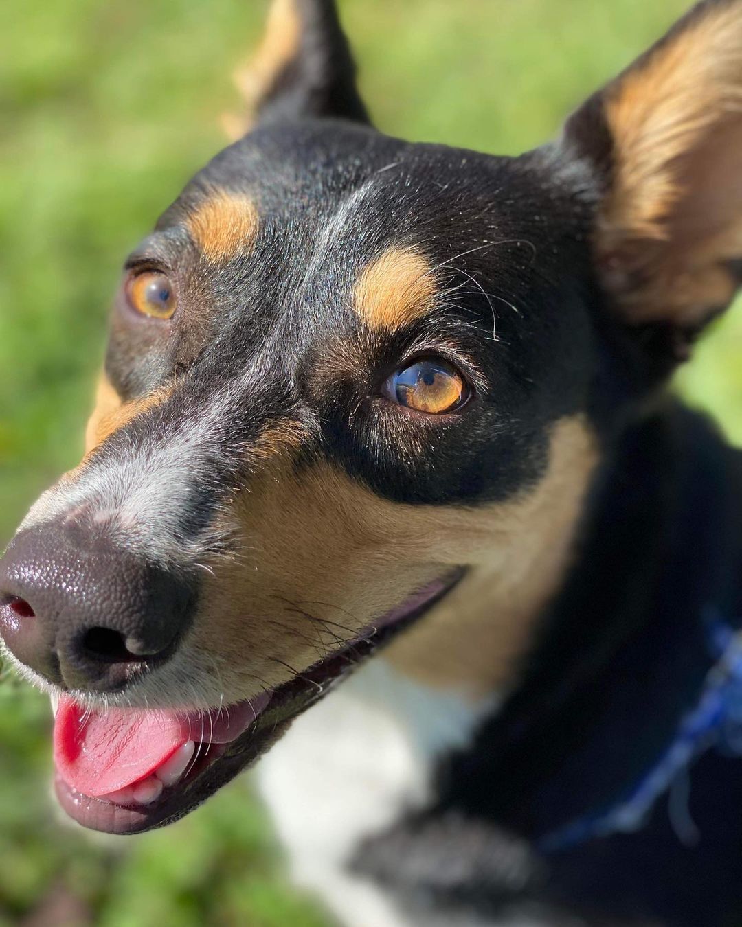 Say hello to Auggie! She is a one year old corgi, pembroke, and Australian Shepherd mix looking for her furr-ever home! She is ready for adoption to send in an application today for Auggie!