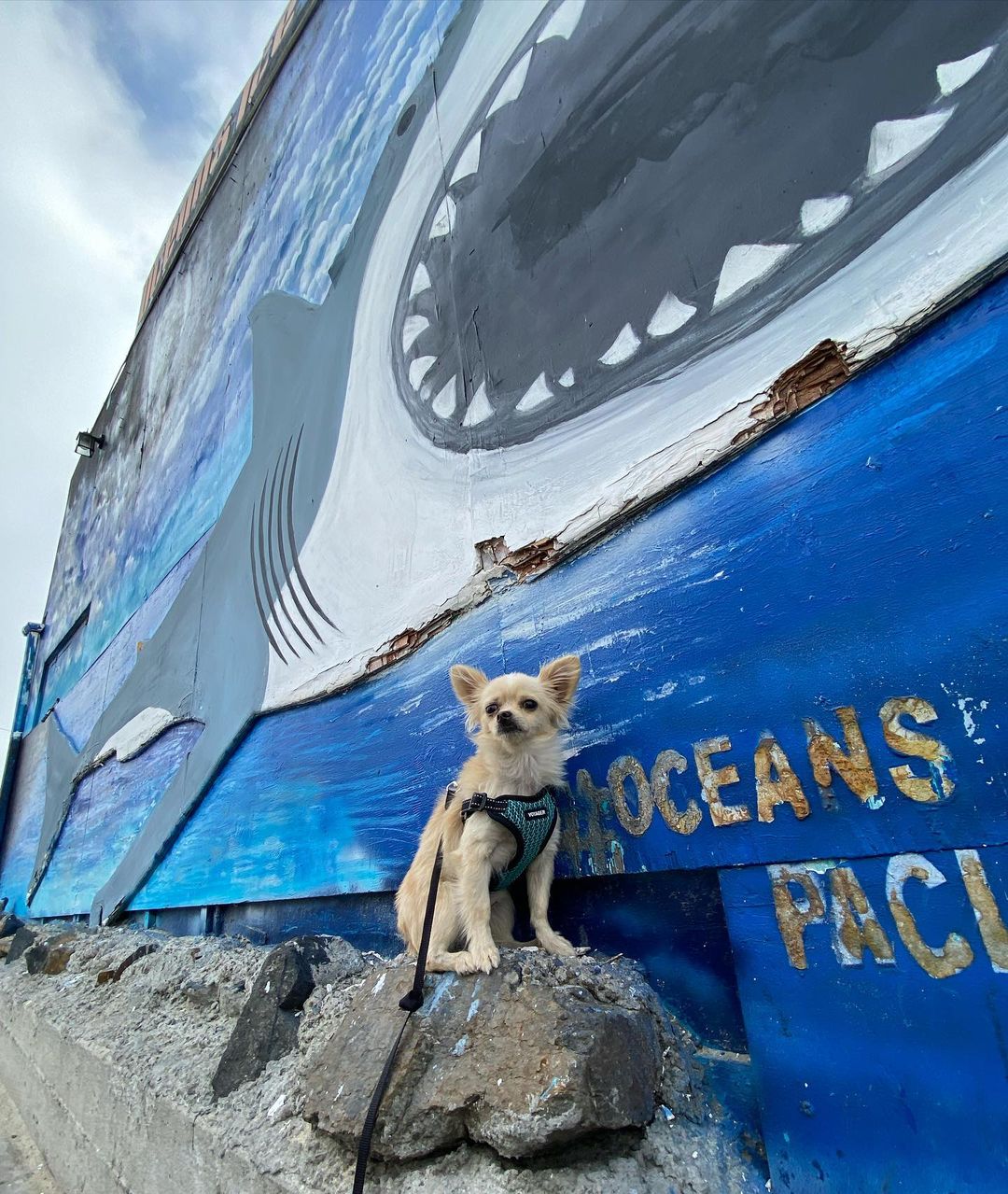 what is not so spooky?!👻 getting the heck out of the shelter!! we are so happy to be taking in doggos from shelters we partner with all across california🤍⚡️ stay tuned on our website OCPOMRESCUE.COM for available dogs, and of course, learn more about OC Pom Rescue and our adoption process!!💕🐶