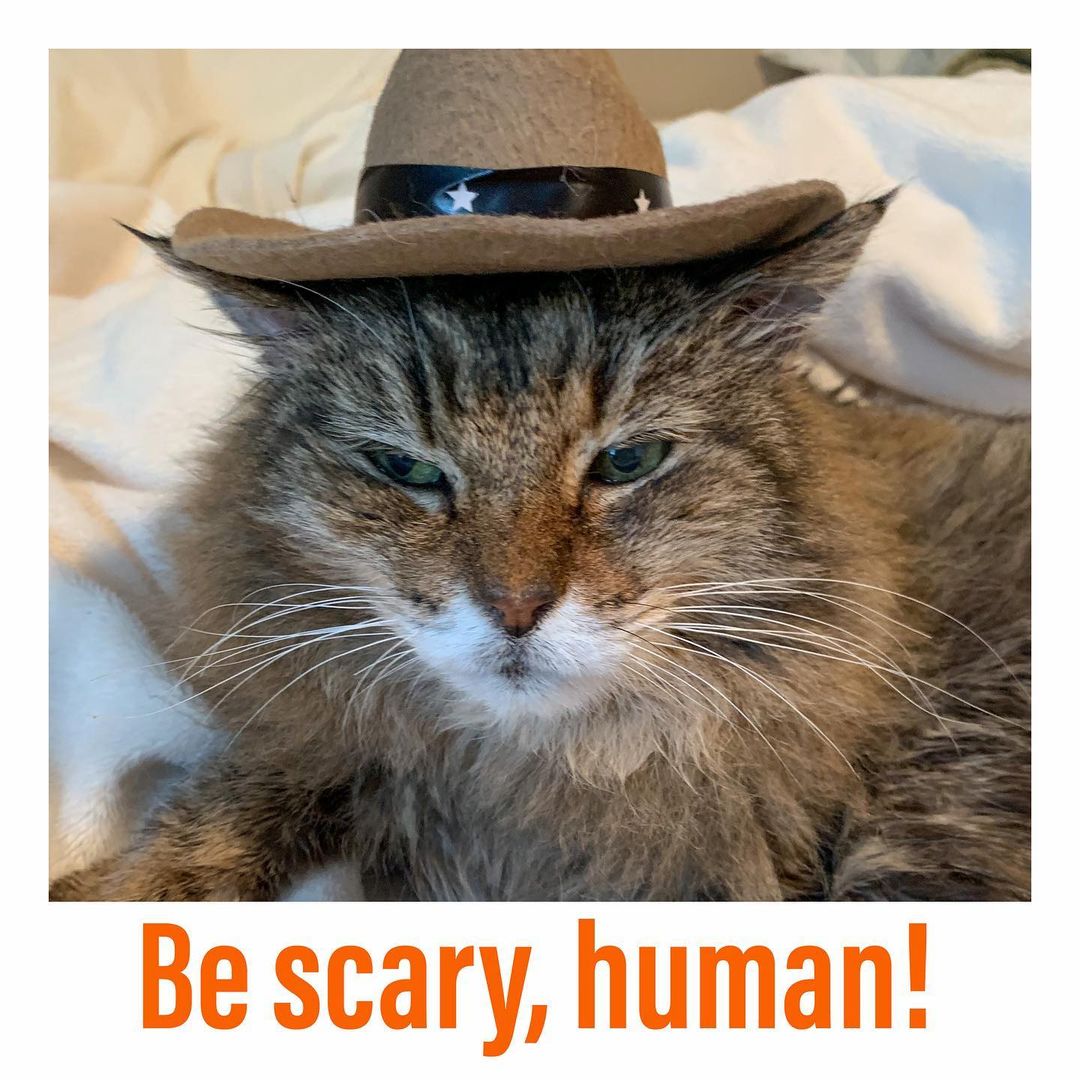 🎃🎃🎃🎃🎃🎃🎃🎃🎃
MEOWLLOWEEN 2021
“Happy Halloween, Y’all!”
Old Man,the tabby

<a target='_blank' href='https://www.instagram.com/explore/tags/instacat/'>#instacat</a> <a target='_blank' href='https://www.instagram.com/explore/tags/instapet/'>#instapet</a> <a target='_blank' href='https://www.instagram.com/explore/tags/cat/'>#cat</a> <a target='_blank' href='https://www.instagram.com/explore/tags/lovecats/'>#lovecats</a> <a target='_blank' href='https://www.instagram.com/explore/tags/adoptdontshop/'>#adoptdontshop</a> <a target='_blank' href='https://www.instagram.com/explore/tags/kittens/'>#kittens</a> <a target='_blank' href='https://www.instagram.com/explore/tags/kitty/'>#kitty</a> <a target='_blank' href='https://www.instagram.com/explore/tags/rescuecats/'>#rescuecats</a> <a target='_blank' href='https://www.instagram.com/explore/tags/rescue/'>#rescue</a> <a target='_blank' href='https://www.instagram.com/explore/tags/13thstcatssanjose/'>#13thstcatssanjose</a> <a target='_blank' href='https://www.instagram.com/explore/tags/california/'>#california</a>  <a target='_blank' href='https://www.instagram.com/explore/tags/love/'>#love</a> <a target='_blank' href='https://www.instagram.com/explore/tags/catsofinstagram/'>#catsofinstagram</a> <a target='_blank' href='https://www.instagram.com/explore/tags/meow/'>#meow</a> <a target='_blank' href='https://www.instagram.com/explore/tags/tabbycat/'>#tabbycat</a> <a target='_blank' href='https://www.instagram.com/explore/tags/tabby/'>#tabby</a> <a target='_blank' href='https://www.instagram.com/explore/tags/tabbiesofinstagram/'>#tabbiesofinstagram</a> <a target='_blank' href='https://www.instagram.com/explore/tags/halloweencostume/'>#halloweencostume</a> <a target='_blank' href='https://www.instagram.com/explore/tags/halloween/'>#halloween</a> <a target='_blank' href='https://www.instagram.com/explore/tags/halloween2021/'>#halloween2021</a>