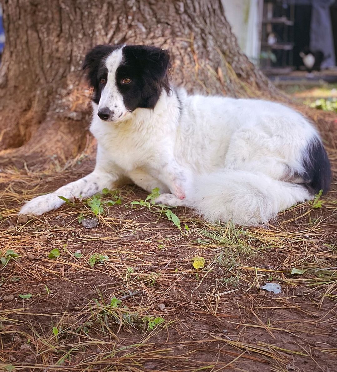 Hi, Fara here, checking in. While I made it over to the United States for a second chance at a happy and healthy life, I am still in need of support from all the dog lovers and supporters of CDA. My friends at Canaan Dog Alliance have helped me so much, and I wouldn't be where I am today without their support. Currently, they are helping me raise funds for an operation I desperately need. After seeing two different veterinarians, both have concluded that due to how calcified the bone is and how inflamed the nub is that the best course of action would be to do a full amputation of the remainder of my leg. Sadly, this means I am no longer eligible for a prosthetic, but my foster family as well as CDA hope I will adjust well to using a wheel cart in the future once I’ve healed. Please help Canaan Dog Alliance raise funds to support me so I can run free again. For more information, please visit our link in bio.