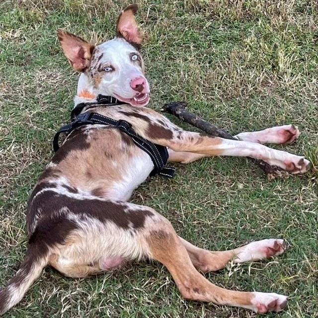 Wow! What can we say about this handsome fellow? This is Casper. He’s an approximaetly 9-month-old, 32-lb Aussie mix with some cool markings, eye color, and a great smile to top it all off! Casper is very dog friendly and needs an active home. He is healthy, fully vaccinated, neutered and heartworm negative. Casper will be coming to FL on November 3rd and needs a foster or foster-to-adopt home commitment.