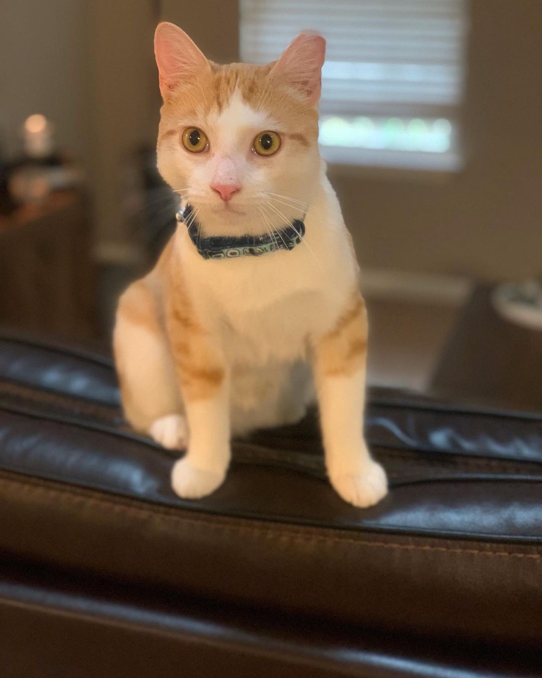 Tater has been adopted and is loving his new home!! When he got there, he sat by the window, watched the birds and purred up a storm! He and his new mom have been snuggling all day.♥️😊
<a target='_blank' href='https://www.instagram.com/explore/tags/adoptarescuedcat/'>#adoptarescuedcat</a> 
<a target='_blank' href='https://www.instagram.com/explore/tags/adoptdontshop/'>#adoptdontshop</a> 
<a target='_blank' href='https://www.instagram.com/explore/tags/adoptahomelesscat/'>#adoptahomelesscat</a> 
<a target='_blank' href='https://www.instagram.com/explore/tags/saveacat/'>#saveacat</a>