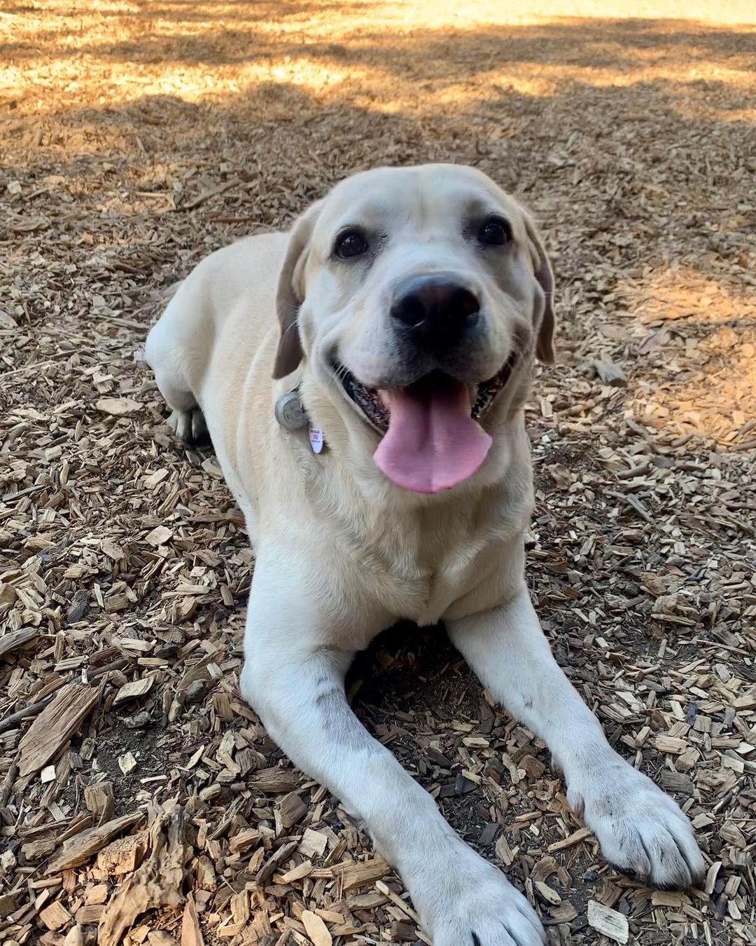 Strong, now Gobi, has found his forever home! 💕

“Gobi (FKA Strong) has been a shining light of brightness everywhere he goes! On walks, he gets the smiles from all the people, and at the dog park, he loves to take in the smells and enjoy the company of other pups. We are still working on leash manners, but he loves his snacks and treats so much that it’s usually not difficult to get his attention. He’s a retriever, so naturally, he likes to retrieve...but only on his terms. He’d rather be retrieving Dad’s sock from behind the couch over a tennis ball, but he means well. Gobi is a big dog (80 lbs!) with an even bigger heart. He’s got so much love to give and we can’t wait to give him all our love back. Thanks so much!”