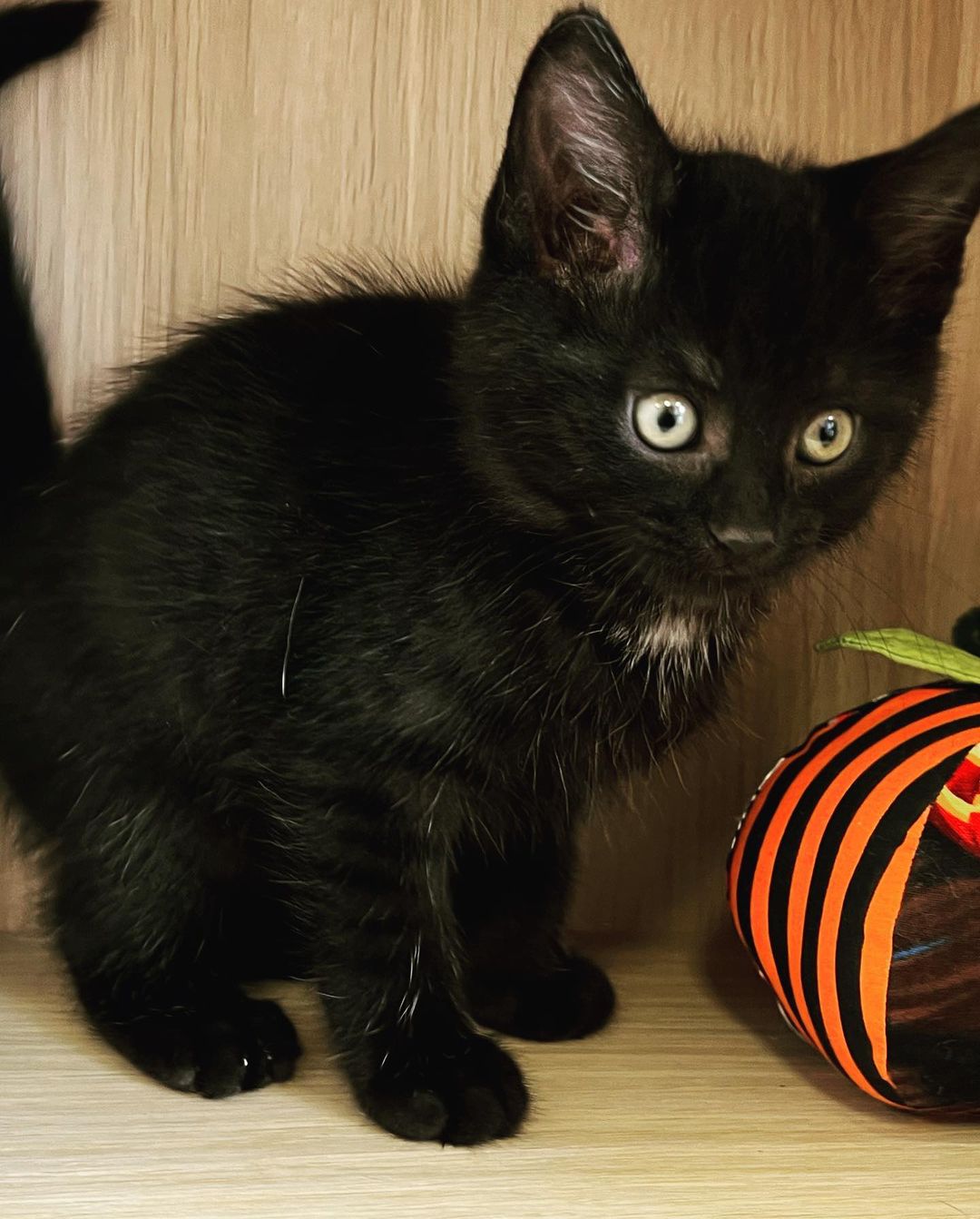 🎃 Happy Halloween from Y4C 🎃

Meet our *very scary* newest <a target='_blank' href='https://www.instagram.com/explore/tags/deCATurFosters/'>#deCATurFosters</a>! Spook, Wednesday, Uncle Fester, Gomez, Pugsley, Lurch. Spook was an orphan found crying in the rain and is about 10 weeks old. The Adams Family kittens were born to a feral mom, sheltered in a garage, and are about 7-8 weeks old. These creepers will be available for adoption in November, so keep an eye on our social media and yoga4cats.com/adopt! 

(Like our Halloween decor? Check out the @artfarmer217 and @onlyatthepair - you won’t want to miss the awesome holiday items they’ll have available!)

<a target='_blank' href='https://www.instagram.com/explore/tags/halloween/'>#halloween</a> <a target='_blank' href='https://www.instagram.com/explore/tags/kittens/'>#kittens</a> <a target='_blank' href='https://www.instagram.com/explore/tags/aww/'>#aww</a> <a target='_blank' href='https://www.instagram.com/explore/tags/spookyseason/'>#spookyseason</a> <a target='_blank' href='https://www.instagram.com/explore/tags/spook/'>#spook</a> <a target='_blank' href='https://www.instagram.com/explore/tags/adamsfamilymew/'>#adamsfamilymew</a> <a target='_blank' href='https://www.instagram.com/explore/tags/adopt/'>#adopt</a> <a target='_blank' href='https://www.instagram.com/explore/tags/decaturil/'>#decaturil</a> <a target='_blank' href='https://www.instagram.com/explore/tags/decaturillinois/'>#decaturillinois</a>