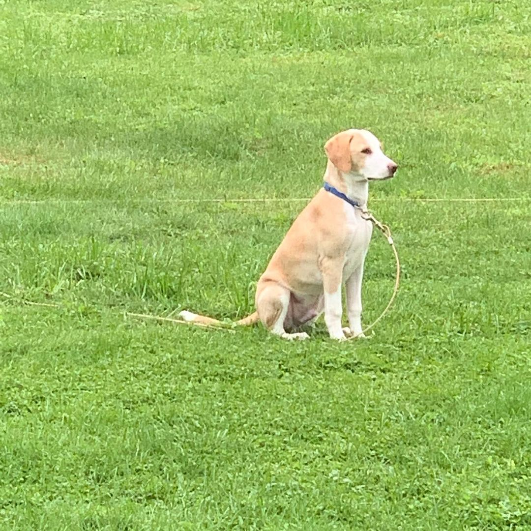 Hi, my name is Ted. I recently came to WNY from Tennessee. I’m a 15  week old hound mix. My foster family say I’m doing really good with my potty training. I’m learning to sit, stay, I sleep in my crate all night. I’m playful but like my nap time. I’m great with other dogs, children. I’m up to date on my vaccines. I will be available for adoption 11/10 through Open Arms Rescue. Apply @ www.oarwny.org