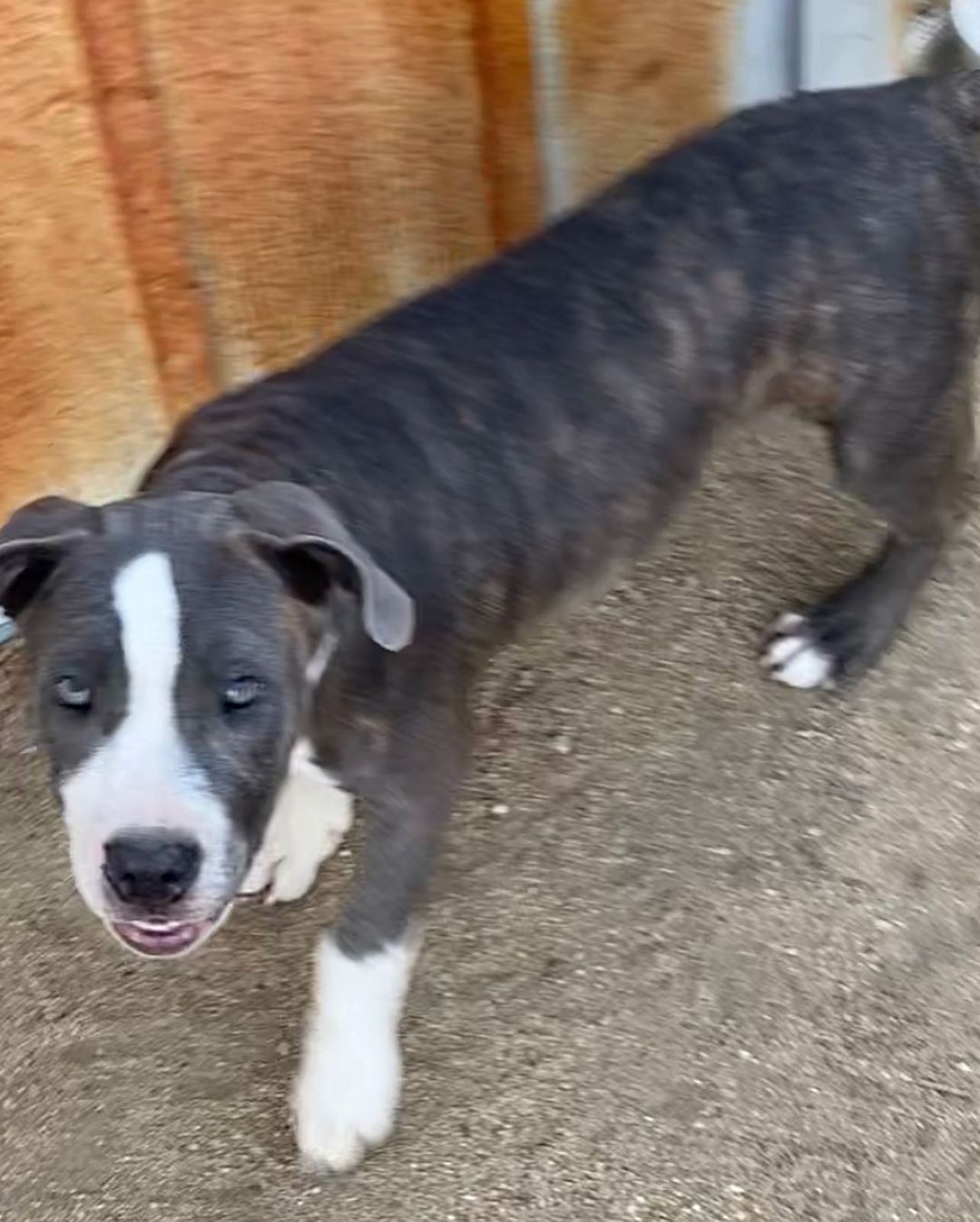 Some of the pups available now for adoption !  We have Mariah, momma dog to the following puppies, Homer, Nero & SuzyQ (4 months old). GG is the older sister at 12 months old. The Black & White Pup is Chop a Border Collie X @ 1.5 years and an awesome smart smart pup. All have been fixed, vaccinated, microchipped and wormed and are ready for their new homes! Contact Freedom Rescue at 760-428-2044 for more info or photos - make sure to leave your email for an Adoption Application. <a target='_blank' href='https://www.instagram.com/explore/tags/pitbull/'>#pitbull</a> <a target='_blank' href='https://www.instagram.com/explore/tags/bordercollie/'>#bordercollie</a> <a target='_blank' href='https://www.instagram.com/explore/tags/pitbullsofinstagram/'>#pitbullsofinstagram</a> <a target='_blank' href='https://www.instagram.com/explore/tags/pitbulls/'>#pitbulls</a> <a target='_blank' href='https://www.instagram.com/explore/tags/pitbullsofinstagram/'>#pitbullsofinstagram</a> <a target='_blank' href='https://www.instagram.com/explore/tags/pitbulllove/'>#pitbulllove</a> <a target='_blank' href='https://www.instagram.com/explore/tags/pitbullpuppy/'>#pitbullpuppy</a> <a target='_blank' href='https://www.instagram.com/explore/tags/pitbulllife/'>#pitbulllife</a> <a target='_blank' href='https://www.instagram.com/explore/tags/freedomrescue/'>#freedomrescue</a> <a target='_blank' href='https://www.instagram.com/explore/tags/freedomrescuetemecula/'>#freedomrescuetemecula</a>