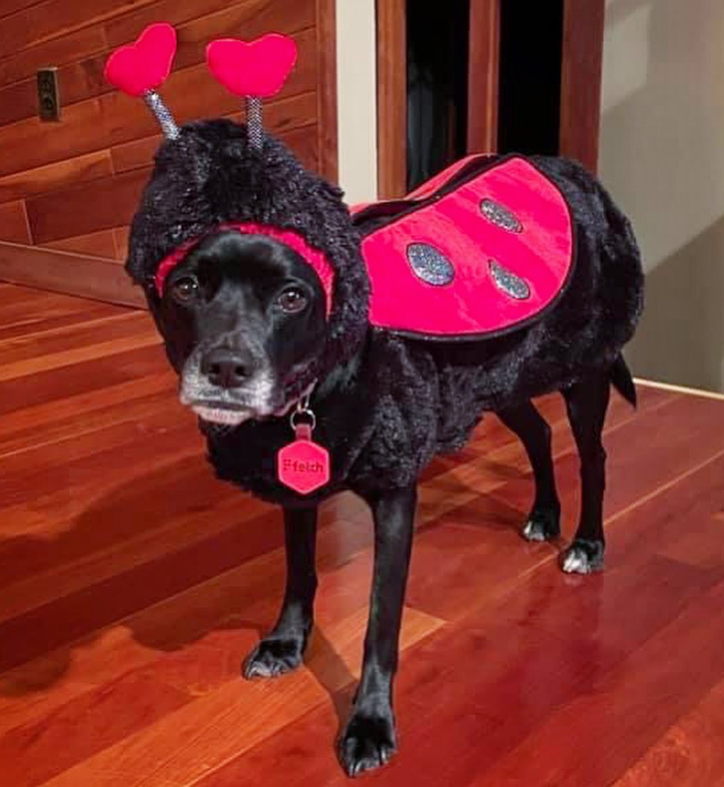 👻 HAPPY HOWL-O-WEEN! Check out our adorable OPH alums showing off their cute costumes. Tag us in your classic, spooky, or creative costume pics 🎃

<a target='_blank' href='https://www.instagram.com/explore/tags/opttoadopt/'>#opttoadopt</a> <a target='_blank' href='https://www.instagram.com/explore/tags/ophrescue/'>#ophrescue</a> <a target='_blank' href='https://www.instagram.com/explore/tags/savedogs/'>#savedogs</a> <a target='_blank' href='https://www.instagram.com/explore/tags/dogrescue/'>#dogrescue</a> <a target='_blank' href='https://www.instagram.com/explore/tags/rescuedogs/'>#rescuedogs</a> <a target='_blank' href='https://www.instagram.com/explore/tags/mustlovedogs/'>#mustlovedogs</a> <a target='_blank' href='https://www.instagram.com/explore/tags/rescuedismyfavoritebreed/'>#rescuedismyfavoritebreed</a> <a target='_blank' href='https://www.instagram.com/explore/tags/rescuedogsofinstagram/'>#rescuedogsofinstagram</a> <a target='_blank' href='https://www.instagram.com/explore/tags/howloween/'>#howloween</a> <a target='_blank' href='https://www.instagram.com/explore/tags/halloween/'>#halloween</a> <a target='_blank' href='https://www.instagram.com/explore/tags/happyhalloween/'>#happyhalloween</a>