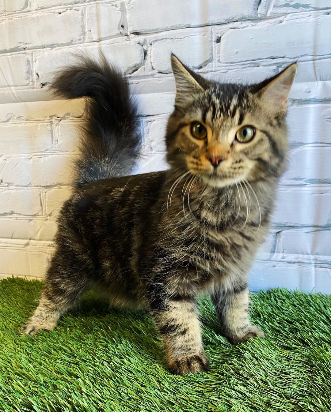 Any friends fans out there… in need of a friend? 😏 

Meet JOEY! 🤪 ADOPTED 💚

This little 1.5yr old sweetheart is the funniest and cuddliest guy around! You just won’t believe how soft he is!  He was the biggest fan of the fake grass for his photoshoot, we had to show some of the outtakes. With so many distractions for him to play with, we even got distracted just watching this little cutie! Joey is ready to fill someone’s home with laughter time and time again. Come on in and meet this charmer! 😹