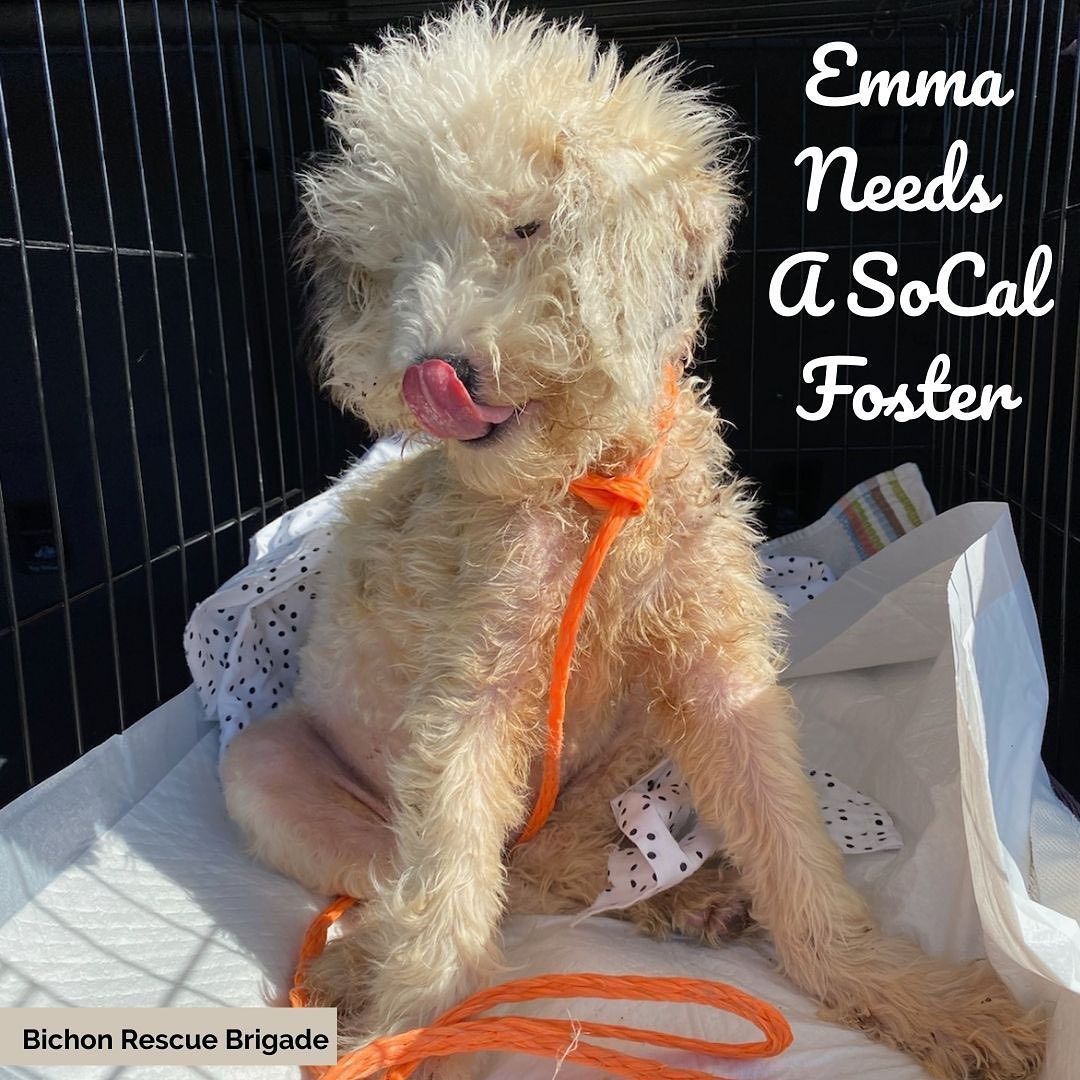 Update- foster to adopt found for sweet Emma! 🧡 URGENT <a target='_blank' href='https://www.instagram.com/explore/tags/FOSTERNEEDED/'>#FOSTERNEEDED</a> <a target='_blank' href='https://www.instagram.com/explore/tags/SOCAL/'>#SOCAL</a> 🧡 Brigade sweet <a target='_blank' href='https://www.instagram.com/explore/tags/puppy/'>#puppy</a> Emma needs a very special foster home 🙏She is just 13 weeks old and was brought into OC Animal Care as a stray. She urgently needed rescue, we exited her today and rushed her to an ER Vet Clinic (where she is tonight). She tested positive for sarcoptic mange (contagious to animals and humans, but appropriate handling will prevent spread). She also may have been exposed to distemper. No baby deserves this 💔 Treatment has begun for all conditions, and distemper test results are pending. The good news, everything is treatable!  BRB is committed to helping her recover but we desperately need a special foster home for her. Can you help this sweet girl?  She is 11 lbs and looks like she maybe a <a target='_blank' href='https://www.instagram.com/explore/tags/Doodle/'>#Doodle</a> puppy ➡️➡️ If you can foster please email Info@BichonRescueBrigade.org or DM us.  PLEASE <a target='_blank' href='https://www.instagram.com/explore/tags/share/'>#share</a> <a target='_blank' href='https://www.instagram.com/explore/tags/rescuedog/'>#rescuedog</a><a target='_blank' href='https://www.instagram.com/explore/tags/anaheim/'>#anaheim</a><a target='_blank' href='https://www.instagram.com/explore/tags/orangecounty/'>#orangecounty</a><a target='_blank' href='https://www.instagram.com/explore/tags/losangeles/'>#losangeles</a><a target='_blank' href='https://www.instagram.com/explore/tags/A1741179/'>#A1741179</a><a target='_blank' href='https://www.instagram.com/explore/tags/puppiesofinstagram/'>#puppiesofinstagram</a><a target='_blank' href='https://www.instagram.com/explore/tags/makeadifference/'>#makeadifference</a><a target='_blank' href='https://www.instagram.com/explore/tags/fosteringsaveslives/'>#fosteringsaveslives</a>