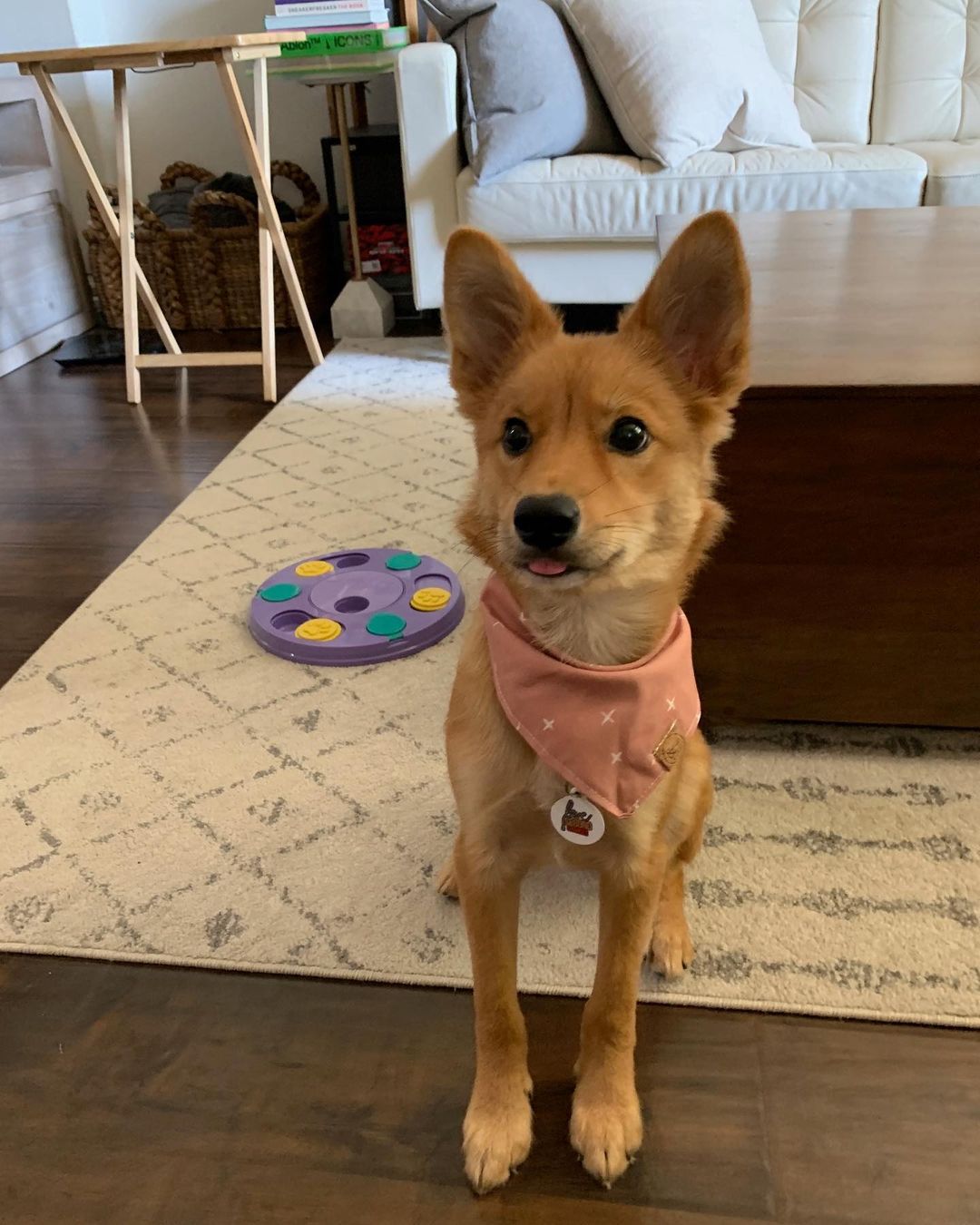 Robin has found his forever home! 💕

“Hi Melody, Robin is the sweetest boy! We adore him and we're so happy he's a part of our life!

He is such a smart puppy and has learned his commands quickly. He loves treats, walks, toys, belly rubs, and meeting new dogs and people. He gets a bit sad when we’re working upstairs but he is learning to be more independent day by day. 

Thank you for matching us up with him! It was truly love at first sight when we saw his photo!”

Follow Robin on Instagram 🐶:
@keepingupwith_robin