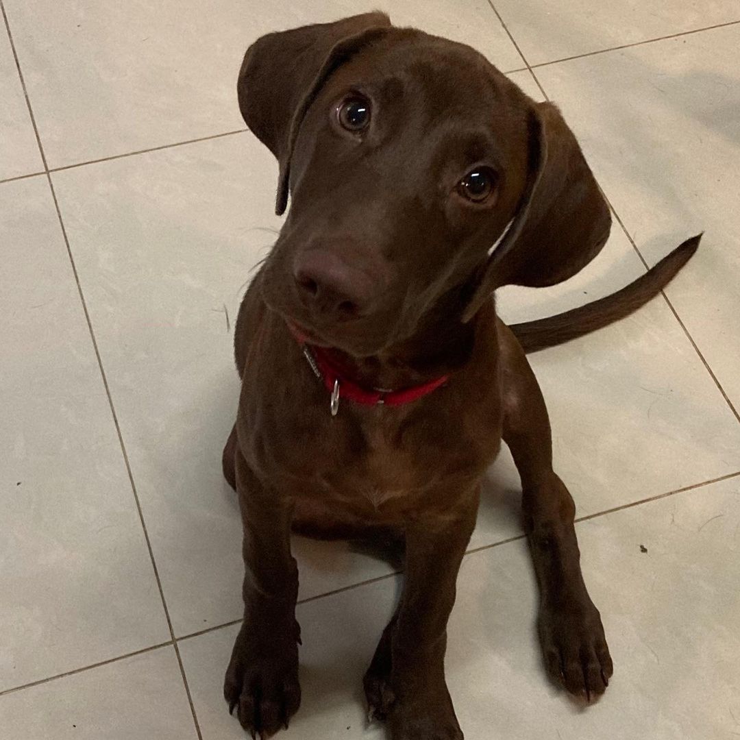 *******. 🏡 ADOPTED! *******

Meet Jumbo! (<a target='_blank' href='https://www.instagram.com/explore/tags/adoptable/'>#adoptable</a> in NY)
.
Quick Facts:
~4 months old
Male
27 lbs
Weimaraner-FMD Mix
✔️Good with other dogs
✔️Good with people and kids
✔️Good with cats
✔️Good in cars
✔️Housebroken
✔️Vaccinated and neutered 
✔️Microchipped
.
Jumbo was a stray puppy in Taiwan, wondering about a cement factory with his stray mama dog, Lady, and his two brothers. Lady and the puppies were in poor condition and malnourished in the life of a stray. Luckily, our Taiwan rescue partners took them in and placed them in loving foster homes. 
.
Jumbo is a smart, calm, and sweet puppy. He learns very quickly and adjusts to new environments easily. Jumbo is good with strangers, kids, dogs, and even cats. Jumbo is potty and crate trained. His favorite pass time is hanging out with other dogs at the park! 
.
If Jumbo sounds like the right pup for you, apply at 👉🏻 harasf.org/application
.
<a target='_blank' href='https://www.instagram.com/explore/tags/rescue/'>#rescue</a> <a target='_blank' href='https://www.instagram.com/explore/tags/rescuedog/'>#rescuedog</a> <a target='_blank' href='https://www.instagram.com/explore/tags/adoptme/'>#adoptme</a> <a target='_blank' href='https://www.instagram.com/explore/tags/adoptable/'>#adoptable</a> <a target='_blank' href='https://www.instagram.com/explore/tags/adopt/'>#adopt</a> <a target='_blank' href='https://www.instagram.com/explore/tags/adoptabledog/'>#adoptabledog</a> <a target='_blank' href='https://www.instagram.com/explore/tags/newyork/'>#newyork</a> <a target='_blank' href='https://www.instagram.com/explore/tags/nyc/'>#nyc</a> <a target='_blank' href='https://www.instagram.com/explore/tags/adoptabledogsinnyc/'>#adoptabledogsinnyc</a> <a target='_blank' href='https://www.instagram.com/explore/tags/FMD/'>#FMD</a> <a target='_blank' href='https://www.instagram.com/explore/tags/taiwandog/'>#taiwandog</a> <a target='_blank' href='https://www.instagram.com/explore/tags/formosanmountaindog/'>#formosanmountaindog</a> <a target='_blank' href='https://www.instagram.com/explore/tags/weimaraner/'>#weimaraner</a>