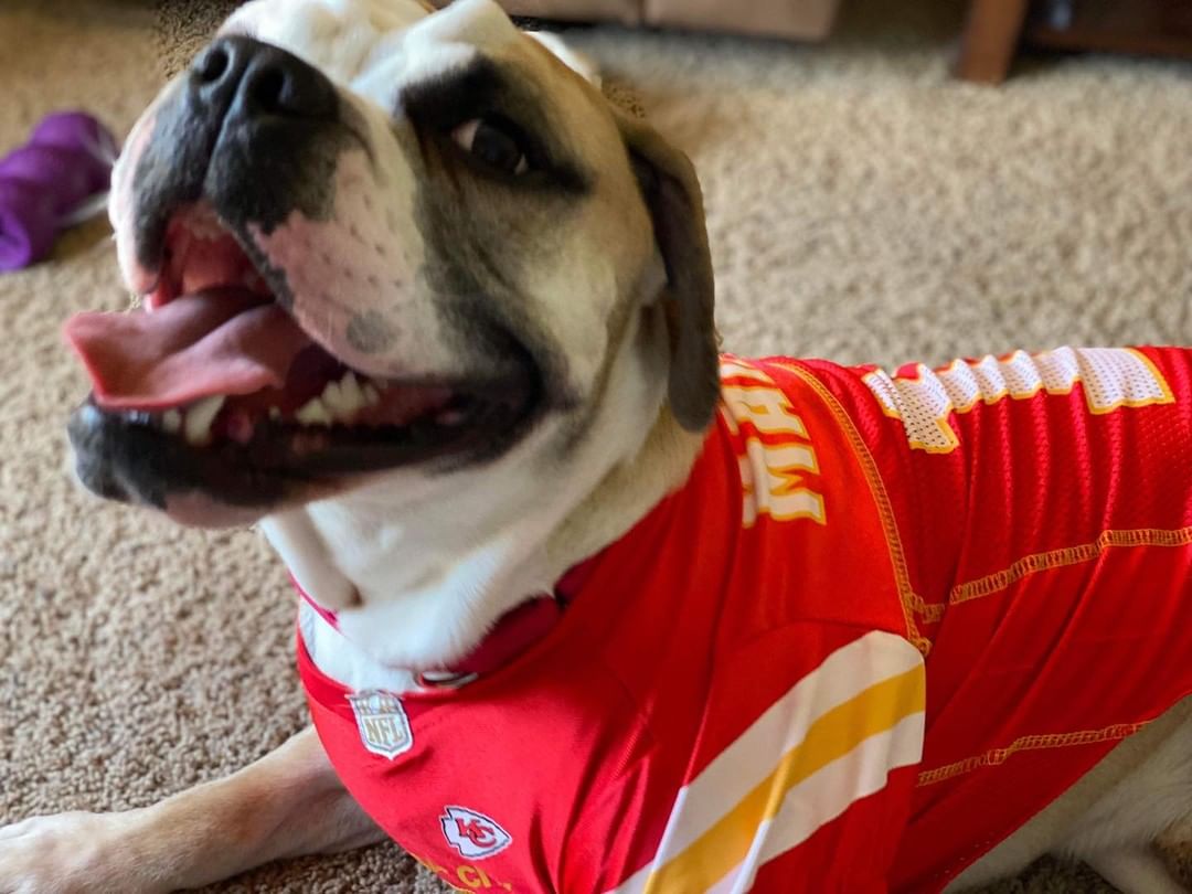 Franklin says… Happy Halloween… And go Chiefs!!!

Franklin is available for adoption through Lucky canine he is an amazing, sweet American  Bulldog Who is looking for his forever home…