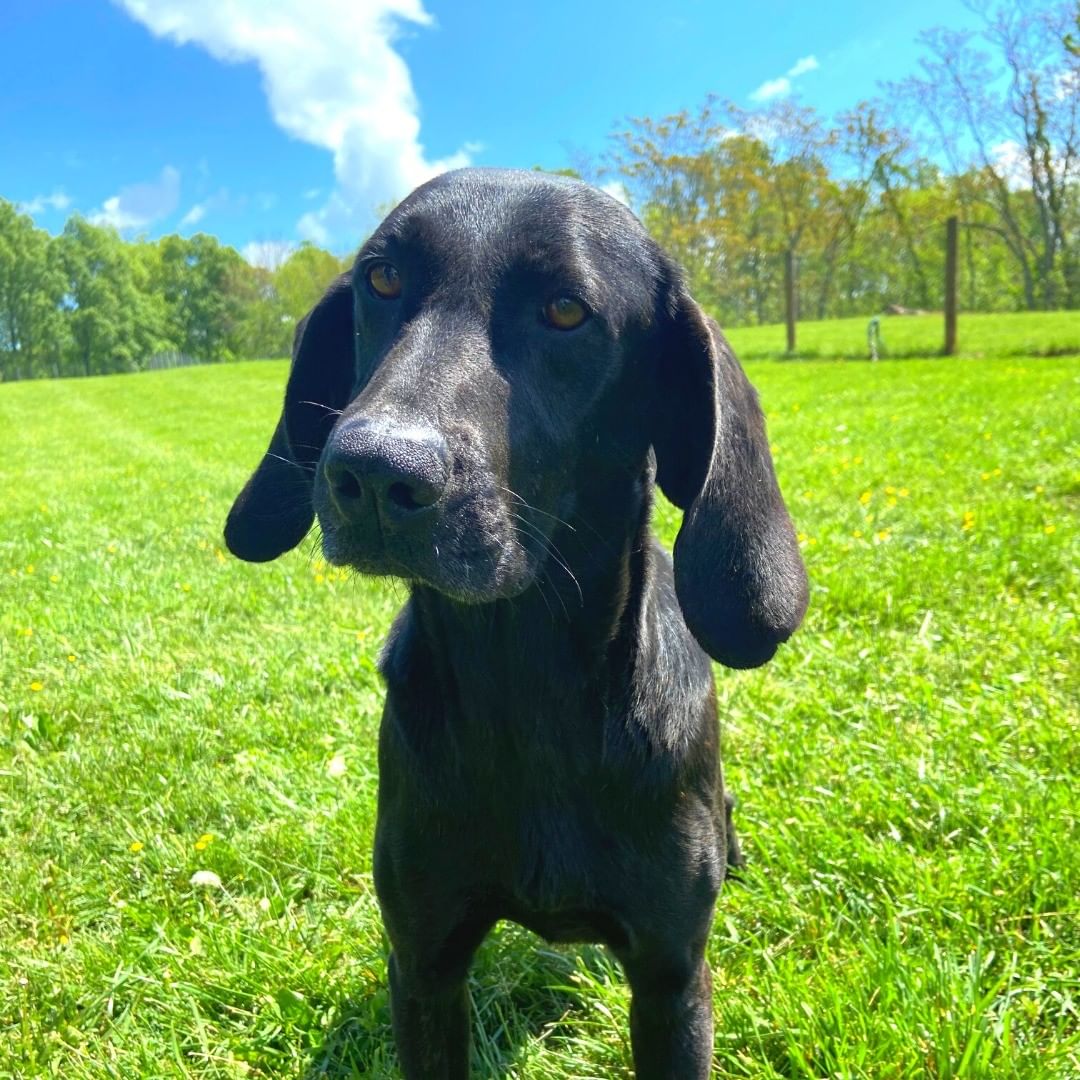 🐶 Tongue Out Tuesday Hunter style! 🐶

Hunter is a smart 3-year-old Plott Hound who genuinely believes it's his duty to patrol our fields and he loves every minute of it! All he's missing is the Sherlock cap!

Hunter looks out for the day he finds his forever home, but we're not just finding homes for dogs, we're also finding homes for those who will love them! ❤️ 🐾 

Hunter's best fit is an adult-only home with an active lifestyle. He gets along well with other dogs and cats too!

While Hunter patiently awaits his new family, we'll make sure to give him the love, care, and attention he deserves before you visit! Submit an application today and come get to know Hunter! 💚

<a target='_blank' href='https://www.instagram.com/explore/tags/TongueOutTuesday/'>#TongueOutTuesday</a> <a target='_blank' href='https://www.instagram.com/explore/tags/RescueDogsRock/'>#RescueDogsRock</a> <a target='_blank' href='https://www.instagram.com/explore/tags/NonProfitLife/'>#NonProfitLife</a> <a target='_blank' href='https://www.instagram.com/explore/tags/RescueDogs/'>#RescueDogs</a> <a target='_blank' href='https://www.instagram.com/explore/tags/TheirVoiceRescue/'>#TheirVoiceRescue</a> <a target='_blank' href='https://www.instagram.com/explore/tags/AdoptDontShop/'>#AdoptDontShop</a>