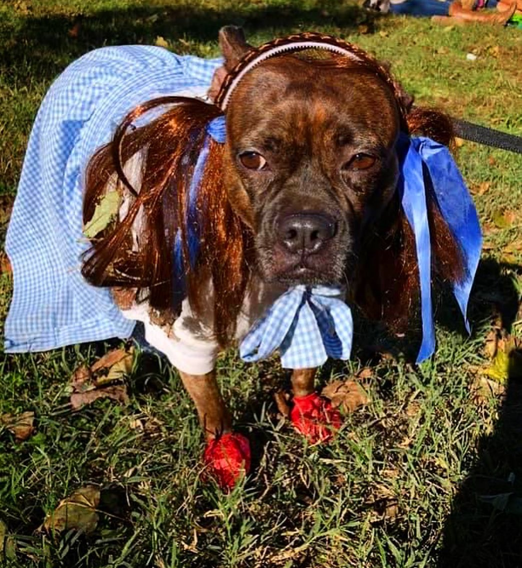 👻 HAPPY HOWL-O-WEEN! Check out our adorable OPH alums showing off their cute costumes. Tag us in your classic, spooky, or creative costume pics 🎃

<a target='_blank' href='https://www.instagram.com/explore/tags/opttoadopt/'>#opttoadopt</a> <a target='_blank' href='https://www.instagram.com/explore/tags/ophrescue/'>#ophrescue</a> <a target='_blank' href='https://www.instagram.com/explore/tags/savedogs/'>#savedogs</a> <a target='_blank' href='https://www.instagram.com/explore/tags/dogrescue/'>#dogrescue</a> <a target='_blank' href='https://www.instagram.com/explore/tags/rescuedogs/'>#rescuedogs</a> <a target='_blank' href='https://www.instagram.com/explore/tags/mustlovedogs/'>#mustlovedogs</a> <a target='_blank' href='https://www.instagram.com/explore/tags/rescuedismyfavoritebreed/'>#rescuedismyfavoritebreed</a> <a target='_blank' href='https://www.instagram.com/explore/tags/rescuedogsofinstagram/'>#rescuedogsofinstagram</a> <a target='_blank' href='https://www.instagram.com/explore/tags/howloween/'>#howloween</a> <a target='_blank' href='https://www.instagram.com/explore/tags/halloween/'>#halloween</a> <a target='_blank' href='https://www.instagram.com/explore/tags/happyhalloween/'>#happyhalloween</a>