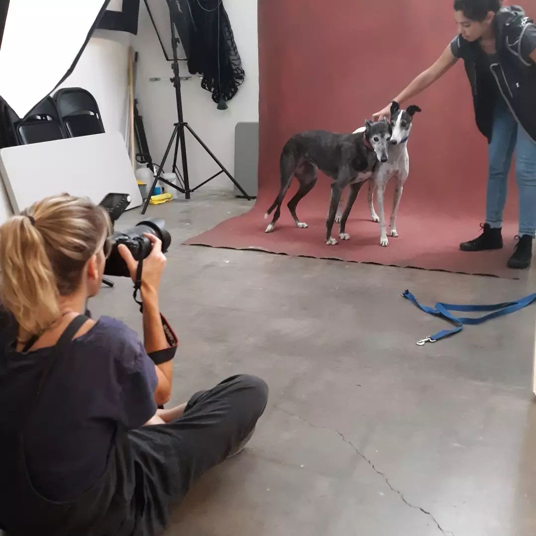 So many cuties.  Do you have pictures of your new Rescue pups?  Our next Pawtrait Party will be in the spring 2022. Thank you to the great @greatbearmedia who makes this happen and captures THE personalities of your dog.  <a target='_blank' href='https://www.instagram.com/explore/tags/mutts/'>#mutts</a> <a target='_blank' href='https://www.instagram.com/explore/tags/dogsofinstagram/'>#dogsofinstagram</a> <a target='_blank' href='https://www.instagram.com/explore/tags/animalrescue/'>#animalrescue</a> <a target='_blank' href='https://www.instagram.com/explore/tags/rescuedismyfavoritebreed/'>#rescuedismyfavoritebreed</a> <a target='_blank' href='https://www.instagram.com/explore/tags/adoptdontshop/'>#adoptdontshop</a>