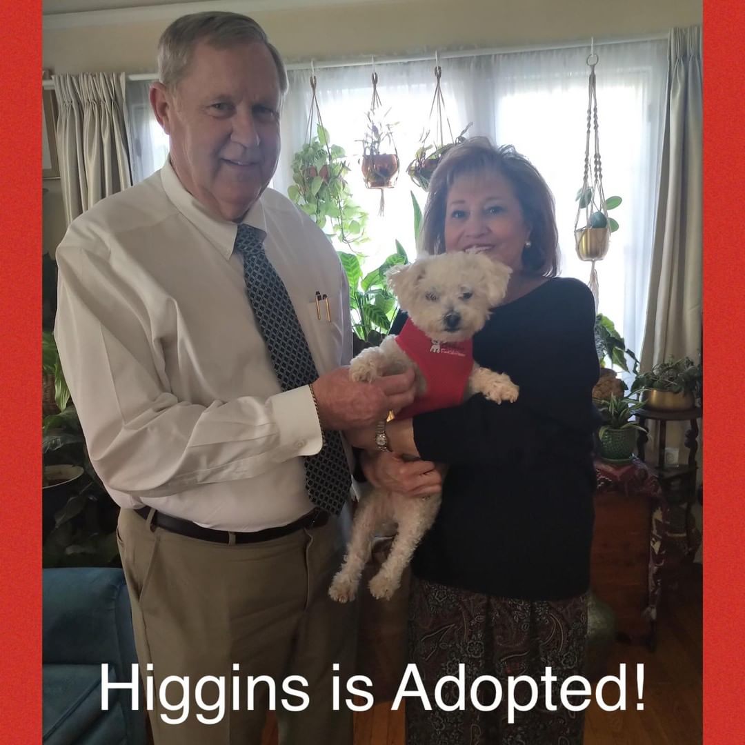 Higgins is happy to introduce you to his new mom Celina and dad Michael and to let you know that he is having the best time! He gets to enjoy life at home and go to the office with them and get lots of belly rubs and walks. He thanks his Foster mom Sabina for a wonderful transition and for finding such a perfect forever home.
Happy tails precious boy!

<a target='_blank' href='https://www.instagram.com/explore/tags/BFKHiggins2021/'>#BFKHiggins2021</a>
<a target='_blank' href='https://www.instagram.com/explore/tags/adopteddog/'>#adopteddog</a> 
<a target='_blank' href='https://www.instagram.com/explore/tags/adoptdontshop/'>#adoptdontshop</a> 
<a target='_blank' href='https://www.instagram.com/explore/tags/adoptedandloved/'>#adoptedandloved</a>