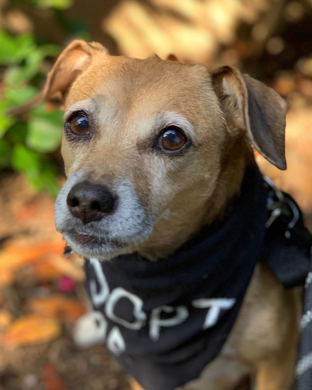 Our lovely mama Cora is available for adoption❣️ 
Now that all 5 of Cora’s pups are weaned and out of the house she’s ready to find her forever home too!  We took Cora just 1 day before she gave birth. She went from insecure and hiding under the couch to laying on top of the backrest so everyone can see her. 🐾🥰 

She is a calm and sweet soul. When she’s not basking in the rays of sun, she loves to lay close and snooze. 💤🐕

One look into those brown eyes and you’ll fall in love ♥️

 Her teeth, eyes and slightly greying snout tell us she’s probably around 7/8 years old. Cora is a petite girl at 16lbs and we’re thinking could be a mix of dachshund/beagle/corgi/chihuahua 😍