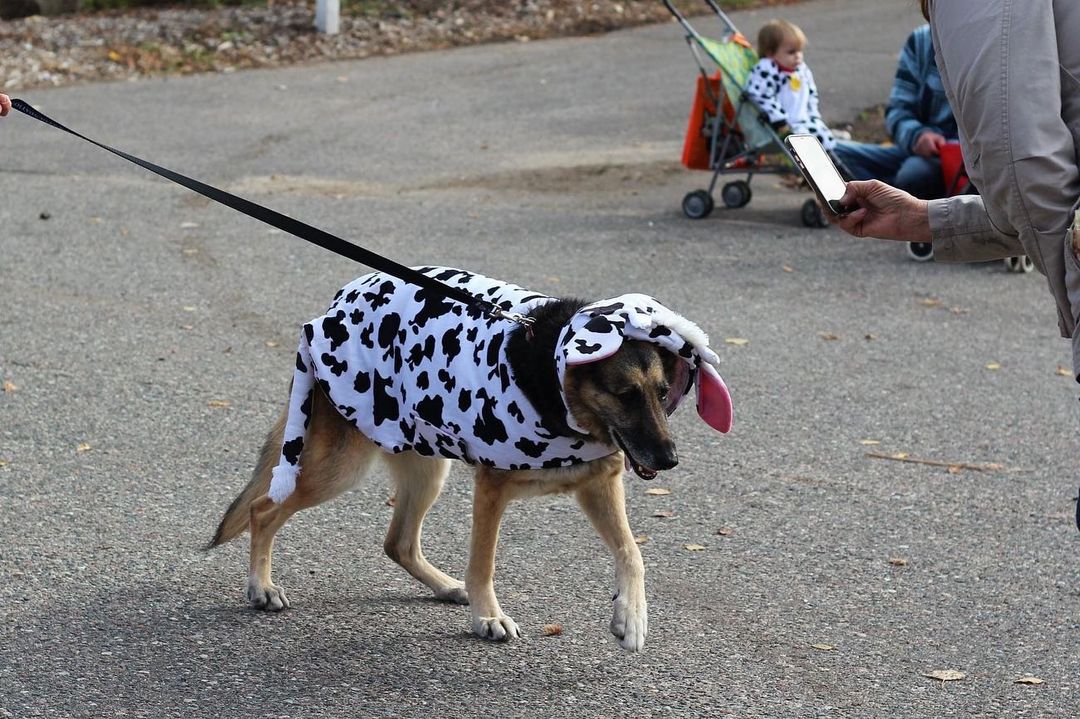 Thanks to all who cam out for Trunk or Treat and the Pet Parade at The Woods!