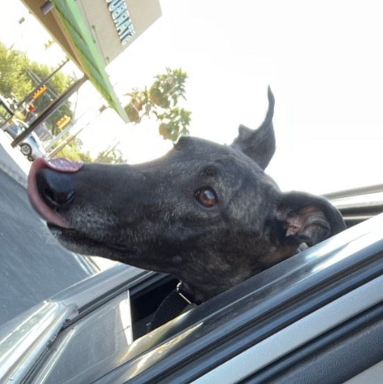 Slurp! It's so greyt learning how to be a pet doggie. Did you know you can jump in the car and drive to a place that gives out Puppuccinos?!?! 
Oh, and happy <a target='_blank' href='https://www.instagram.com/explore/tags/TongueOutTuesday/'>#TongueOutTuesday</a>!
~Enzo FKA Rocky
<a target='_blank' href='https://www.instagram.com/explore/tags/greyhound/'>#greyhound</a> <a target='_blank' href='https://www.instagram.com/explore/tags/greyhounds/'>#greyhounds</a> <a target='_blank' href='https://www.instagram.com/explore/tags/greyhoundsofinstagram/'>#greyhoundsofinstagram</a>