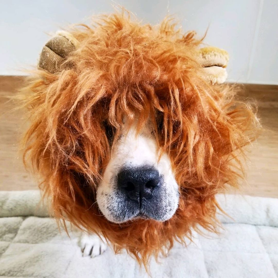 Norman is getting into the Halloween spirit too! Hope you all have a happy and safe Halloween 🎃 🦁