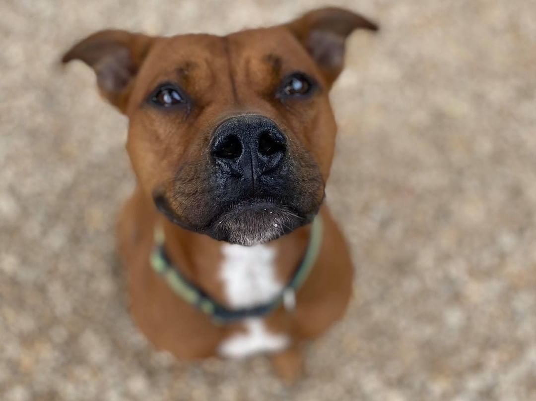 Halle is looking for a home! She is a 2 year old female American Staffordshire Terrier mix. 

Halle is such a sweet girl - she is a little shy at first but once she warms up to you she’s your best friend for life! She loves to lay on soft blankets and play with squeaky toys. She would make a great walking partner, too! 

Interested in Halle? Our adoption application and requirements can be found on our website www.centraliahumanesocietyil.org/adopt. Her adoption fee is $175. Halle is spayed, microchipped, fully vaccinated, and on monthly flea and heartworm prevention. 🐾