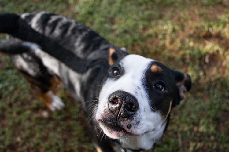 Thank you Andie for the amazing photos! Here is just one of the cuties available for adoption. Come meet Chapo today!!

Repost from @andieejoness
•
Last year I adopted Juni from the local shelter and she has been a light in my life ever since. Saving a dog and giving them a loving home is an amazing feeling and last week I had the incredible opportunity to work with @officialscanimalshelter to take some new profile pics of their adoptable pups, like 7 month old Chapo here! 

Head over to their site to read more about Chapo as well as all the other wonderful dogs that are available!
.
.
<a target='_blank' href='https://www.instagram.com/explore/tags/adoptdontshop/'>#adoptdontshop</a> <a target='_blank' href='https://www.instagram.com/explore/tags/dogslife/'>#dogslife</a> <a target='_blank' href='https://www.instagram.com/explore/tags/andiejonessphotography/'>#andiejonessphotography</a> <a target='_blank' href='https://www.instagram.com/explore/tags/petsofinstagram/'>#petsofinstagram</a> <a target='_blank' href='https://www.instagram.com/explore/tags/puppylove/'>#puppylove</a> <a target='_blank' href='https://www.instagram.com/explore/tags/petphotography/'>#petphotography</a> <a target='_blank' href='https://www.instagram.com/explore/tags/photography/'>#photography</a> <a target='_blank' href='https://www.instagram.com/explore/tags/photographer/'>#photographer</a>