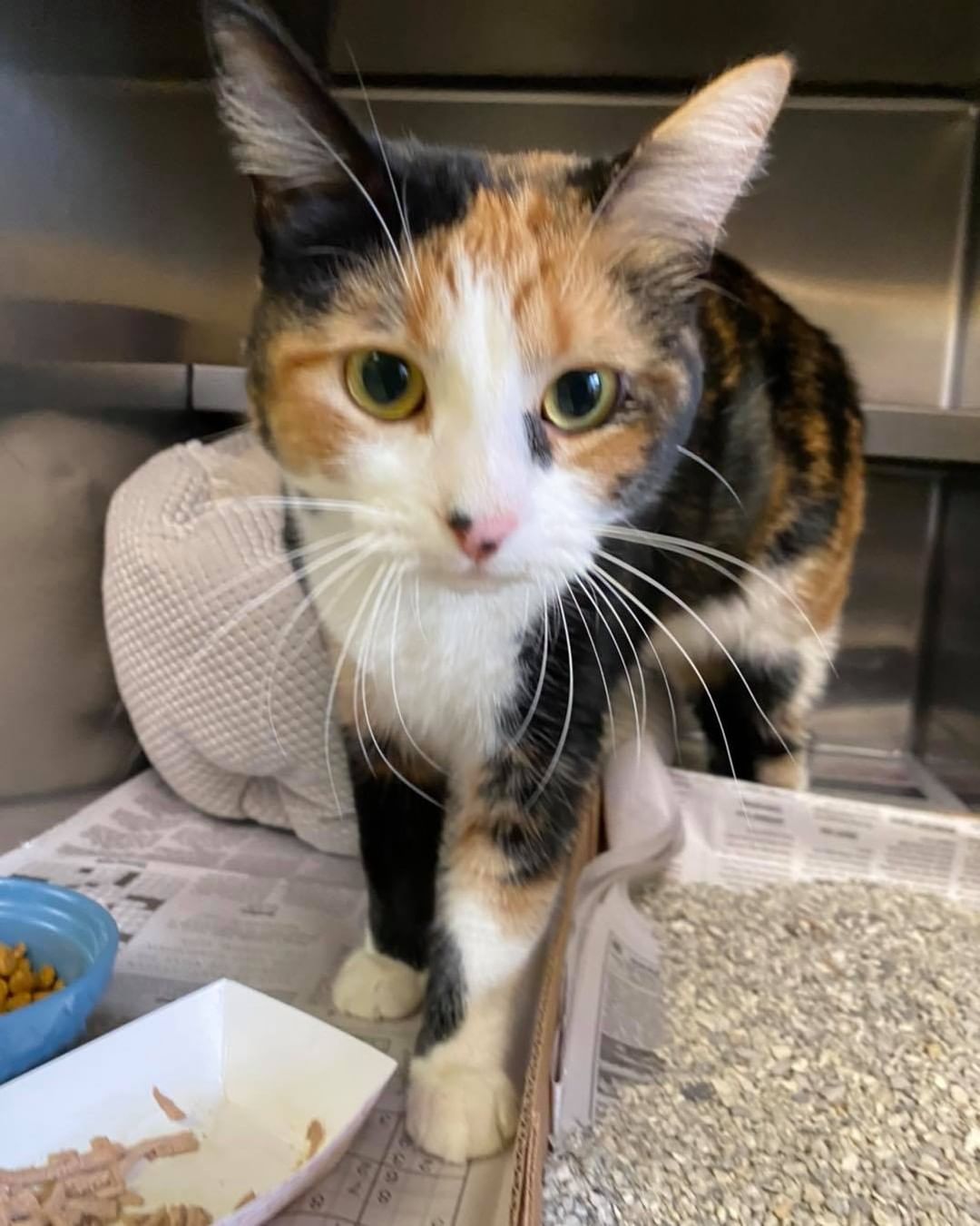 Do you know me? I’m a sweet girl with a pink tag less collar and no microchip. If you know me, let my parents know to call the shelter at 603-628-3544.