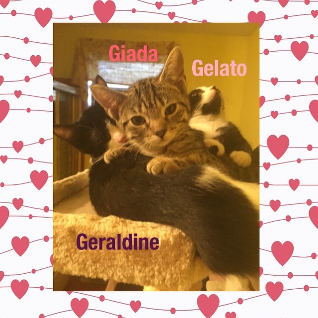 *FOSTER KITTENS, RETURNING TO SHELTER 11/4*
14-week-old Garbanzo, Geraldine, Gelato, and Giada have made wonderful progress during their time in their foster home. At first, all 4 of them were very scared to be picked up or handled in any way. They quickly learned to trust and they all developed at their own pace, and they are ready to return to the shelter. They are now old enough to be spayed and after that, they should be ready to head home! All 4 of them allow their foster mom to hold them for extended periods of time and give them lots of kisses. Some are more outgoing than others, and some are still a little shy and need to let you make the first move. But all 4 of them purr like crazy in their foster mom’s arms and often fall asleep while being held like a baby! They play hard and sleep hard, as kittens at this age tend to do. They will bring so much joy, fun, and love into whichever families open their hearts and homes to them. Please SHARE to help these 4 brave blessings find their forever homes. 

TO START THE ADOPTION PROCESS: 
Please print an adoption application at wvhumane.org/forms-and-downloads and return to us at warwickhumane@yahoo.com or by fax
845-987-8995