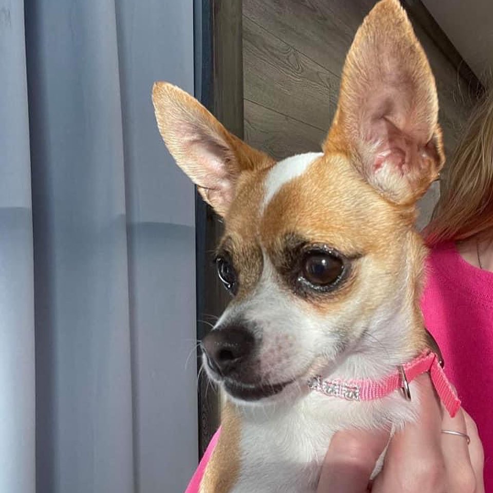 Meet Ellie Mae. She is 100% Chihuahua, complete with little dog syndrome. All 5 pounds of her is full of sass. 100% prefers women over men. She can get used to a man in the home, but it will take patience and lots of work. She needs a quiet adult home. No children under 10. She is house trained, crate trained, and will worship her main person. She is fine with other dogs. If you’d like to learn more or meet her, just fill out a non-binding adoption application at FORrescue.net. Email info@FORrescue.net with any questions. 
<a target='_blank' href='https://www.instagram.com/explore/tags/elliemae/'>#elliemae</a> <a target='_blank' href='https://www.instagram.com/explore/tags/chihuahua/'>#chihuahua</a> <a target='_blank' href='https://www.instagram.com/explore/tags/rescuedog/'>#rescuedog</a> <a target='_blank' href='https://www.instagram.com/explore/tags/fosterdog/'>#fosterdog</a> <a target='_blank' href='https://www.instagram.com/explore/tags/dog/'>#dog</a> <a target='_blank' href='https://www.instagram.com/explore/tags/dogsofinstagram/'>#dogsofinstagram</a> <a target='_blank' href='https://www.instagram.com/explore/tags/adoptdontshop/'>#adoptdontshop</a> <a target='_blank' href='https://www.instagram.com/explore/tags/spayandneuter/'>#spayandneuter</a> <a target='_blank' href='https://www.instagram.com/explore/tags/friendsofrescue/'>#friendsofrescue</a> <a target='_blank' href='https://www.instagram.com/explore/tags/forrescue/'>#forrescue</a>