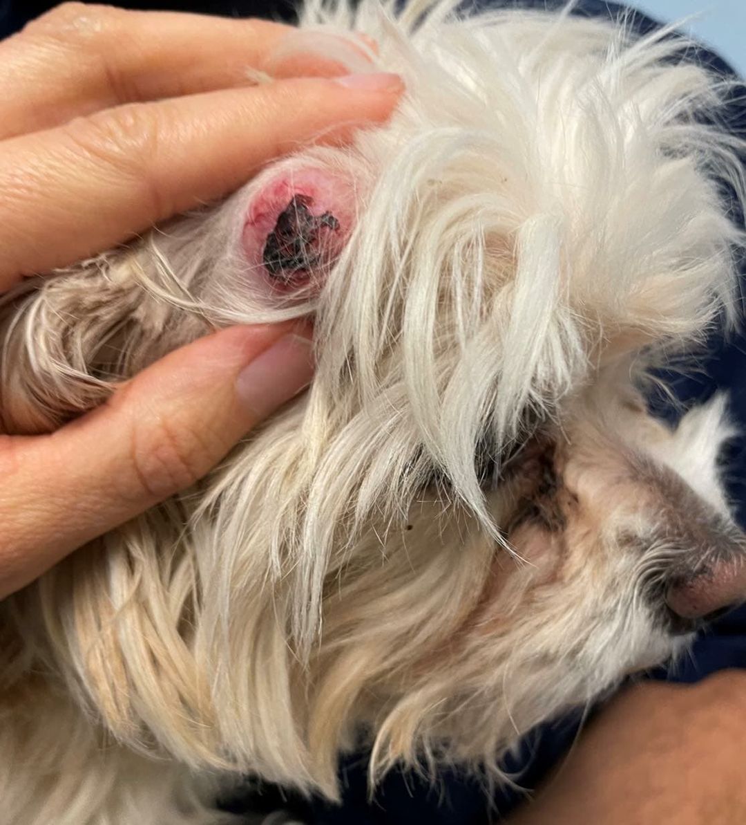 We took in Ronnie this past week with a mass on his head🤕. Preliminary tests show it looks benign! 🥳 . We will be removing it soon and finding his perfect home.
.
This is the LAST DAY🚨 to donate to our donation match!! We are just over $18,500, please help us reach our goal of $20,000 by donating today!! Www.carmaoc.org or carmaoc@cox.net for PayPal, or venmo Compassionate Animal Rescue for Medical Aid
@weratedogs
@myfurrymates
@poochsbestfriend @puppiesofinstagram @theellenshow @aidinganimals_ <a target='_blank' href='https://www.instagram.com/explore/tags/medicalrescue/'>#medicalrescue</a> <a target='_blank' href='https://www.instagram.com/explore/tags/donatenow/'>#donatenow</a> <a target='_blank' href='https://www.instagram.com/explore/tags/helpushelpthem/'>#helpushelpthem</a> <a target='_blank' href='https://www.instagram.com/explore/tags/pets/'>#pets</a> <a target='_blank' href='https://www.instagram.com/explore/tags/petsarefamily/'>#petsarefamily</a> <a target='_blank' href='https://www.instagram.com/explore/tags/carma_oc_rescue/'>#carma_oc_rescue</a> <a target='_blank' href='https://www.instagram.com/explore/tags/animalrescue/'>#animalrescue</a> <a target='_blank' href='https://www.instagram.com/explore/tags/orangecounty/'>#orangecounty</a> <a target='_blank' href='https://www.instagram.com/explore/tags/taxwriteoff/'>#taxwriteoff</a> <a target='_blank' href='https://www.instagram.com/explore/tags/rescue/'>#rescue</a> <a target='_blank' href='https://www.instagram.com/explore/tags/pleasehelp/'>#pleasehelp</a> <a target='_blank' href='https://www.instagram.com/explore/tags/fundraiser/'>#fundraiser</a> <a target='_blank' href='https://www.instagram.com/explore/tags/agoodcause/'>#agoodcause</a>