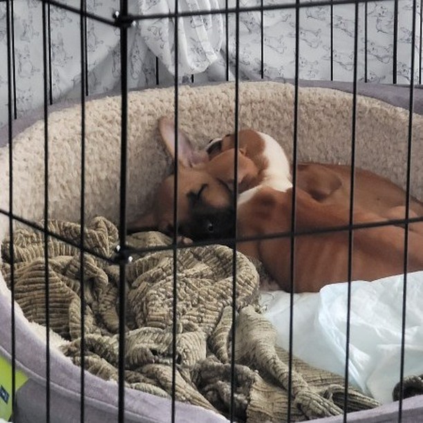 Alex (AKA Alexandra) & Sam (AKA Samantha) have been recovering from a nasty case of Parvovirus. 🦠️️ They've recently been discharged from emergency care and have been continuing to get better each day in their temporary foster home. 💗 

Once they've been cleared to venture out of isolation, their hind leg abnormalities can be fully evaluated. ♿️ For now, we just have to patiently wait for the virus to fully shed to ensure no other dogs are exposed. 

These darling little girls will eventually need to be placed into separate foster homes. ✌️ If you're interested in fostering, please fill out a screening form on our site here:  https://mettarescuefamily.org/foster
.
.
.
.
.
<a target='_blank' href='https://www.instagram.com/explore/tags/specialneedsrescue/'>#specialneedsrescue</a> <a target='_blank' href='https://www.instagram.com/explore/tags/disabledrescue/'>#disabledrescue</a> <a target='_blank' href='https://www.instagram.com/explore/tags/criticalcarerescue/'>#criticalcarerescue</a> <a target='_blank' href='https://www.instagram.com/explore/tags/urgentmedicalrescue/'>#urgentmedicalrescue</a> <a target='_blank' href='https://www.instagram.com/explore/tags/adopt/'>#adopt</a> <a target='_blank' href='https://www.instagram.com/explore/tags/foster/'>#foster</a> <a target='_blank' href='https://www.instagram.com/explore/tags/volunteer/'>#volunteer</a> <a target='_blank' href='https://www.instagram.com/explore/tags/donate/'>#donate</a> <a target='_blank' href='https://www.instagram.com/explore/tags/support/'>#support</a> <a target='_blank' href='https://www.instagram.com/explore/tags/share/'>#share</a> <a target='_blank' href='https://www.instagram.com/explore/tags/tag/'>#tag</a> <a target='_blank' href='https://www.instagram.com/explore/tags/501c3/'>#501c3</a> <a target='_blank' href='https://www.instagram.com/explore/tags/nonprofit/'>#nonprofit</a>  <a target='_blank' href='https://www.instagram.com/explore/tags/dogrescue/'>#dogrescue</a>  <a target='_blank' href='https://www.instagram.com/explore/tags/orlandodogrescue/'>#orlandodogrescue</a> <a target='_blank' href='https://www.instagram.com/explore/tags/rescuedog/'>#rescuedog</a> <a target='_blank' href='https://www.instagram.com/explore/tags/love/'>#love</a> <a target='_blank' href='https://www.instagram.com/explore/tags/rescue/'>#rescue</a>  <a target='_blank' href='https://www.instagram.com/explore/tags/family/'>#family</a> <a target='_blank' href='https://www.instagram.com/explore/tags/orlando/'>#orlando</a> <a target='_blank' href='https://www.instagram.com/explore/tags/orlandodogs/'>#orlandodogs</a> <a target='_blank' href='https://www.instagram.com/explore/tags/centralfloridarescue/'>#centralfloridarescue</a> <a target='_blank' href='https://www.instagram.com/explore/tags/allbreedrescue/'>#allbreedrescue</a> <a target='_blank' href='https://www.instagram.com/explore/tags/fosteringsaveslives/'>#fosteringsaveslives</a> <a target='_blank' href='https://www.instagram.com/explore/tags/dogsoforlando/'>#dogsoforlando</a>  <a target='_blank' href='https://www.instagram.com/explore/tags/fosters/'>#fosters</a> <a target='_blank' href='https://www.instagram.com/explore/tags/animallovers/'>#animallovers</a> <a target='_blank' href='https://www.instagram.com/explore/tags/fosterdog/'>#fosterdog</a> <a target='_blank' href='https://www.instagram.com/explore/tags/doglover/'>#doglover</a>