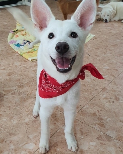 IN SEARCH OF FOREVER HOME 🏘️💕 

We promise Harvey is a dog and not a poorly disguised  bunny. He is a 7 month old Jindo mix (weighing 8kg/17lb) who was born after his mom was rescued from an abusive owner.

Harvey currently lives at our partner boarding house and has typical puppy qualities. He is energetic and love to play with people and other dogs with a happy go lucky personality.

However, Harvey is still a puppy and the shelter is the only life he's known. As a result, his adopter should understand that it might take him some time to adjust to the great big world, which can include being familiar with his leash and harness, and being outside.

His ideal home is with a family who are committed to continuing socializing him with people and other dogs. A household where someone can be home to spend with him for the majority of the day is ideal, as he is still young.

To apply or learn more:  https://www.freekoreandogs.org/adopt/harvey/
.
.
.
.
.
.
.
.
.
<a target='_blank' href='https://www.instagram.com/explore/tags/freekoreandogs/'>#freekoreandogs</a> <a target='_blank' href='https://www.instagram.com/explore/tags/adoptdontshop/'>#adoptdontshop</a> <a target='_blank' href='https://www.instagram.com/explore/tags/rescuedog/'>#rescuedog</a> <a target='_blank' href='https://www.instagram.com/explore/tags/rescuedogs/'>#rescuedogs</a> <a target='_blank' href='https://www.instagram.com/explore/tags/rescuedismyfavoritebreed/'>#rescuedismyfavoritebreed</a> <a target='_blank' href='https://www.instagram.com/explore/tags/rescuedogsofig/'>#rescuedogsofig</a> <a target='_blank' href='https://www.instagram.com/explore/tags/rescuedogsofinstagram/'>#rescuedogsofinstagram</a> <a target='_blank' href='https://www.instagram.com/explore/tags/adoptionsaveslives/'>#adoptionsaveslives</a> <a target='_blank' href='https://www.instagram.com/explore/tags/adoptme/'>#adoptme</a> <a target='_blank' href='https://www.instagram.com/explore/tags/adoptable/'>#adoptable</a> <a target='_blank' href='https://www.instagram.com/explore/tags/adoptables/'>#adoptables</a> <a target='_blank' href='https://www.instagram.com/explore/tags/dogadoption/'>#dogadoption</a> <a target='_blank' href='https://www.instagram.com/explore/tags/takemehome/'>#takemehome</a> <a target='_blank' href='https://www.instagram.com/explore/tags/dogrescue/'>#dogrescue</a>  <a target='_blank' href='https://www.instagram.com/explore/tags/fureverhome/'>#fureverhome</a> <a target='_blank' href='https://www.instagram.com/explore/tags/fureverfamily/'>#fureverfamily</a> <a target='_blank' href='https://www.instagram.com/explore/tags/lookingforahome/'>#lookingforahome</a> <a target='_blank' href='https://www.instagram.com/explore/tags/fureverhomeneeded/'>#fureverhomeneeded</a> <a target='_blank' href='https://www.instagram.com/explore/tags/dogadoption/'>#dogadoption</a> <a target='_blank' href='https://www.instagram.com/explore/tags/adoptionsaveslives/'>#adoptionsaveslives</a> <a target='_blank' href='https://www.instagram.com/explore/tags/koreanrescuedog/'>#koreanrescuedog</a> <a target='_blank' href='https://www.instagram.com/explore/tags/lookingforforeverhome/'>#lookingforforeverhome</a> <a target='_blank' href='https://www.instagram.com/explore/tags/jindo/'>#jindo</a> <a target='_blank' href='https://www.instagram.com/explore/tags/jindomix/'>#jindomix</a> <a target='_blank' href='https://www.instagram.com/explore/tags/torontodogs/'>#torontodogs</a> <a target='_blank' href='https://www.instagram.com/explore/tags/vancitydogs/'>#vancitydogs</a> <a target='_blank' href='https://www.instagram.com/explore/tags/seattledogs/'>#seattledogs</a>