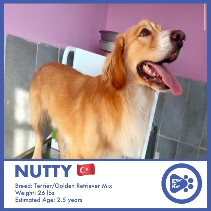 Look at this gorgeous golden boy! All the way from Turkey, we welcome Nutty! He is a Terrier/Golden Retriever mix and about 2.5 years old. Nutty is a playful, active, energetic pup who is good with humans and other dogs. 

Nutty is not yet ready for adoption, so stay tuned for updates!
.
.
.
.
.
<a target='_blank' href='https://www.instagram.com/explore/tags/AdoptAPet/'>#AdoptAPet</a> <a target='_blank' href='https://www.instagram.com/explore/tags/OptToAdopt/'>#OptToAdopt</a> <a target='_blank' href='https://www.instagram.com/explore/tags/TorontoDogs/'>#TorontoDogs</a> <a target='_blank' href='https://www.instagram.com/explore/tags/TorontoAdoptables/'>#TorontoAdoptables</a> <a target='_blank' href='https://www.instagram.com/explore/tags/AdoptADogInToronto/'>#AdoptADogInToronto</a> <a target='_blank' href='https://www.instagram.com/explore/tags/AdoptMe/'>#AdoptMe</a> <a target='_blank' href='https://www.instagram.com/explore/tags/Toronto/'>#Toronto</a> <a target='_blank' href='https://www.instagram.com/explore/tags/OntarioDogsForAdoption/'>#OntarioDogsForAdoption</a> <a target='_blank' href='https://www.instagram.com/explore/tags/RescueDog/'>#RescueDog</a> <a target='_blank' href='https://www.instagram.com/explore/tags/Adoptable/'>#Adoptable</a> <a target='_blank' href='https://www.instagram.com/explore/tags/ForeverHomeNeeded/'>#ForeverHomeNeeded</a> <a target='_blank' href='https://www.instagram.com/explore/tags/TurkeyDogs/'>#TurkeyDogs</a> <a target='_blank' href='https://www.instagram.com/explore/tags/TurkeyStrayDogs/'>#TurkeyStrayDogs</a> <a target='_blank' href='https://www.instagram.com/explore/tags/StrayToPlay/'>#StrayToPlay</a>