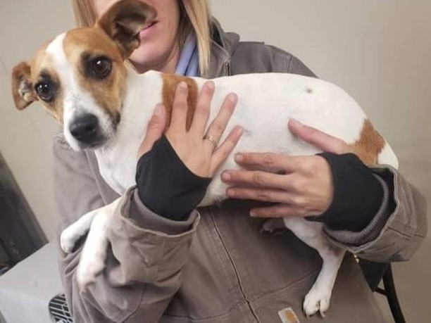 Found in Nickerson, NE about a week ago by good samaritan, and brought in to FHI today.

No microchip, female.

Please call 402-979-8800 to claim.

www.fetchingfureverhomes.org