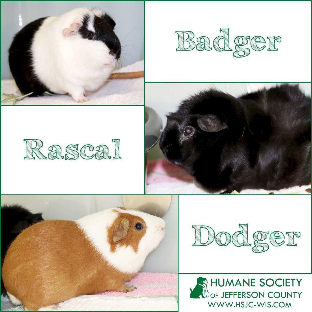 <a target='_blank' href='https://www.instagram.com/explore/tags/GuineaPig/'>#GuineaPig</a> aficionados!  Dodger and Rascal are best friends looking for a home together while Badger prefers to fly solo. Whether you adopt a pair or a single, you’re sure to get plenty of piggy love!⠀
⠀
Learn more --⠀
Badger: https://buff.ly/3w2FN1d⠀
Dodger: https://buff.ly/3msfWwv⠀
Rascal: https://buff.ly/3BC9ozS⠀
or click the link in our bio.⠀
⠀
<a target='_blank' href='https://www.instagram.com/explore/tags/adopt/'>#adopt</a> <a target='_blank' href='https://www.instagram.com/explore/tags/GuineaPigsofInstagram/'>#GuineaPigsofInstagram</a>