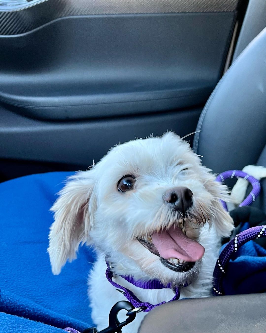 Little dog lovers, we have your girl! Meet Cortana, a purebred Coton de Tulear with an adorable underbite and the sweetest personality. 🤍🤍🤍

This 5 year old girl came to us this weekend as a breeder surrender and she is doing incredible in her foster home. She loves dogs of all sizes, kids and especially the cat - she does a hilarious little bounce in front of the cat to try to make her play with her (the humans all think this is very funny - the cat is less amused 🤣). She walks well on a leash, is gentle, is crate trained and is picking up potty training quickly. 🤍🤍🤍

Cortana is just 12lbs and doesn’t shed. She is eager for love and just melts into your lap when you pet her. She will be an easy going, loving companion for any home. Fill out an app to meet her before she’s scooped up! 🤍🤍🤍

<a target='_blank' href='https://www.instagram.com/explore/tags/adoptme/'>#adoptme</a> <a target='_blank' href='https://www.instagram.com/explore/tags/rescuedog/'>#rescuedog</a> <a target='_blank' href='https://www.instagram.com/explore/tags/cotondetulear/'>#cotondetulear</a> <a target='_blank' href='https://www.instagram.com/explore/tags/smalldog/'>#smalldog</a> <a target='_blank' href='https://www.instagram.com/explore/tags/familydog/'>#familydog</a> <a target='_blank' href='https://www.instagram.com/explore/tags/catfriendly/'>#catfriendly</a> <a target='_blank' href='https://www.instagram.com/explore/tags/love/'>#love</a> <a target='_blank' href='https://www.instagram.com/explore/tags/hypoallergenic/'>#hypoallergenic</a> <a target='_blank' href='https://www.instagram.com/explore/tags/mature/'>#mature</a> <a target='_blank' href='https://www.instagram.com/explore/tags/dogsofstl/'>#dogsofstl</a> <a target='_blank' href='https://www.instagram.com/explore/tags/dogsofstlouis/'>#dogsofstlouis</a> <a target='_blank' href='https://www.instagram.com/explore/tags/sweetheart/'>#sweetheart</a> <a target='_blank' href='https://www.instagram.com/explore/tags/pickme/'>#pickme</a>