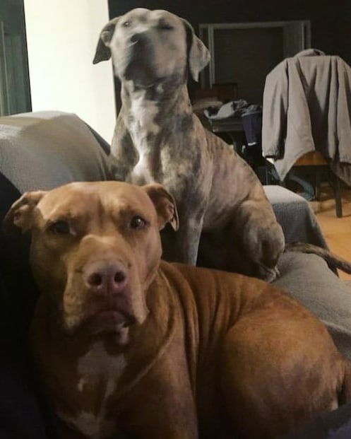 Zoey would like to announce that she's available for adoption! 📣

She's a toy-lover, a real sweetheart, and she's looking to find her forever family (literally, she's packed herself into suitcase and everything 🧳🤣).

Zoey initially came to SacRDR as a medical case due to what was suspected to be a torn ligament in her leg. It appears that this may be an old injury, and with medical management and time her limp has all but disappeared most days. She does have a surgery consult coming up later this month to determine whether surgery will be a necessity, but in the meantime she would love to get the ball rolling on finding her forever home.

If you're interested in chatting further about whether Zoey may be the right fit for your life, visit www.sacrdr.org/adopt to complete an Adoption Application - she would love to meet you! 💙
<a target='_blank' href='https://www.instagram.com/explore/tags/SacRDRZoey/'>#SacRDRZoey</a>