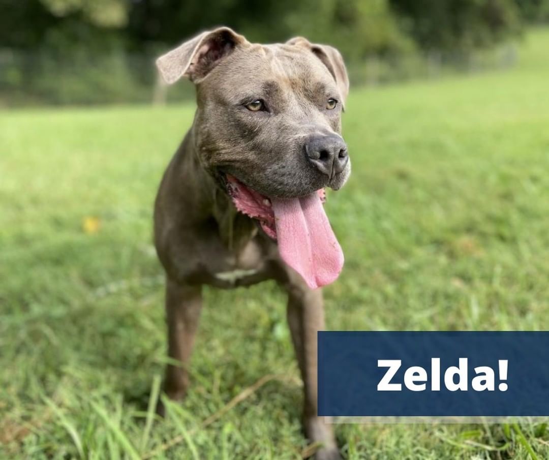 💭 Zelda is enjoying the view dreaming about her fur-ever family. Could that be you? 💭
.
A 2-year-old Pitbull Terrier surrendered by her previous owners, Zelda, is full of love. As she can be a bit dog selective, we recommend she would be the best fit for a single dog home but rest assured, Zelda will bring unwavering companionship to your life! 
.
Zelda loves: 
🤝 Being around people, 
❤️ Soaking up all the love and attention,
🦴 Playing with her favorite toys and chew bones, 
🌳 Daily walks/runs outside with her life-long pal(s)! 
.
Ready to add a fur-ever companion to your home? Zelda could be just the one you've been looking for — submit an adoption application today! 
.
<a target='_blank' href='https://www.instagram.com/explore/tags/AdoptDogs/'>#AdoptDogs</a> <a target='_blank' href='https://www.instagram.com/explore/tags/RescueDogs/'>#RescueDogs</a> <a target='_blank' href='https://www.instagram.com/explore/tags/Nonprofit/'>#Nonprofit</a> <a target='_blank' href='https://www.instagram.com/explore/tags/AnimalRescue/'>#AnimalRescue</a> <a target='_blank' href='https://www.instagram.com/explore/tags/RescueDogLife/'>#RescueDogLife</a> <a target='_blank' href='https://www.instagram.com/explore/tags/TheirVoiceRescue/'>#TheirVoiceRescue</a> <a target='_blank' href='https://www.instagram.com/explore/tags/AdoptDontShop/'>#AdoptDontShop</a>