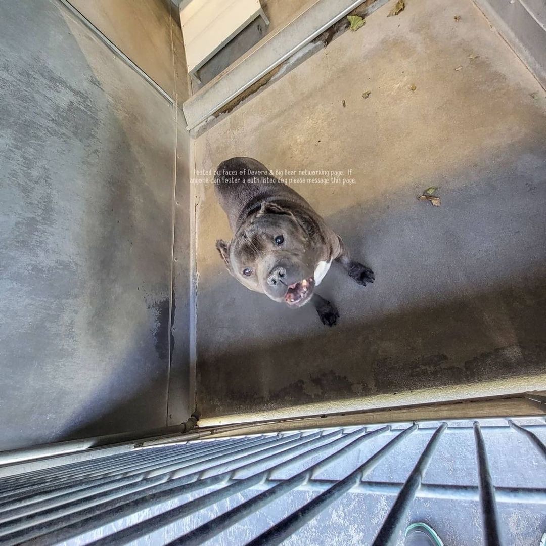 Happy Saturday Rescue Fam! 

We’d love to get this Angel outta the shelter but need a committed and experienced foster to do so.

We reached out to the Devore shelter staff to obtain medical and behavioral notes on Scythe and were told, “He has not shown any signs of having behavior or medical issues. If the staff noticed anything it would have been noted”.

However, it’s clear a dental is in order. He would see one of our vets for a complete work up. We would also do an assessment with one of our trainers, if need be, to better understand him and his needs before placing him in a forever home.

What we do know is that, this short stack is about as adorable as they come, approximately 7 years old and talks real cute!

If you’ve never fostered for us before, the rescue covers all expenses (unless the foster would like to donate toward his care) and we’ll need to review your completed foster application. 

Link in our bio for our foster application.

Please email your completed application to hello@realgood.dog with “Foster Scythe” in the subject line.

Let’s get this bb safe!

<a target='_blank' href='https://www.instagram.com/explore/tags/RealGoodRescue/'>#RealGoodRescue</a> 
<a target='_blank' href='https://www.instagram.com/explore/tags/RealGoodGang/'>#RealGoodGang</a> 
<a target='_blank' href='https://www.instagram.com/explore/tags/DevoreAnimalShelter/'>#DevoreAnimalShelter</a> 
<a target='_blank' href='https://www.instagram.com/explore/tags/A756825/'>#A756825</a>