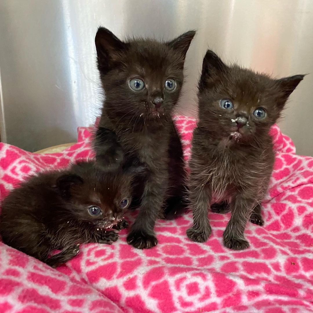 At first glance, the shelter thought this tiny little 5 oz kitten was just 2 weeks old. But a closer exam showed he was actually weeks older than he appeared, and his extremely small size was likely due to having a lack of food & nutrition all his life. We named this little guy Niko, and he’s less than half the size of his two littermates. On top of that, he has a cleft palate resulting in a missing nostril and his unusual bat-like appearance. 

Right now he and his siblings are getting 24/7 care and monitoring, fluids, and special food, and we’re happy to say they’re doing great! All three are back on track to grow into healthy little kittens, and it’s all thanks to your support. 

You can help Niko and other kittens like him with some special holiday gifts we’re selling this year! Shop our Holiday Gift Guide to find symbolic sponsorships for our programs in greatest need, such as Hope for Tiny Families which provides life-saving foster supplies for situations like this. Your recipient will get a card and certificate explaining the impact their gift has made ❤️ 

Get a head start on holiday shopping and help save animal lives at spcawake.org/giftguide 

<a target='_blank' href='https://www.instagram.com/explore/tags/spcawake/'>#spcawake</a> <a target='_blank' href='https://www.instagram.com/explore/tags/fosteringsaveslives/'>#fosteringsaveslives</a> <a target='_blank' href='https://www.instagram.com/explore/tags/holidaygiftguide/'>#holidaygiftguide</a> <a target='_blank' href='https://www.instagram.com/explore/tags/rescuekitten/'>#rescuekitten</a> <a target='_blank' href='https://www.instagram.com/explore/tags/cleftpalatekitten/'>#cleftpalatekitten</a> <a target='_blank' href='https://www.instagram.com/explore/tags/animalrescue/'>#animalrescue</a> <a target='_blank' href='https://www.instagram.com/explore/tags/animalshelter/'>#animalshelter</a> <a target='_blank' href='https://www.instagram.com/explore/tags/rescuecatsrock/'>#rescuecatsrock</a> <a target='_blank' href='https://www.instagram.com/explore/tags/adoptashelterpet/'>#adoptashelterpet</a> <a target='_blank' href='https://www.instagram.com/explore/tags/wakecounty/'>#wakecounty</a> <a target='_blank' href='https://www.instagram.com/explore/tags/raleigh/'>#raleigh</a> <a target='_blank' href='https://www.instagram.com/explore/tags/spca/'>#spca</a> <a target='_blank' href='https://www.instagram.com/explore/tags/catrescue/'>#catrescue</a>