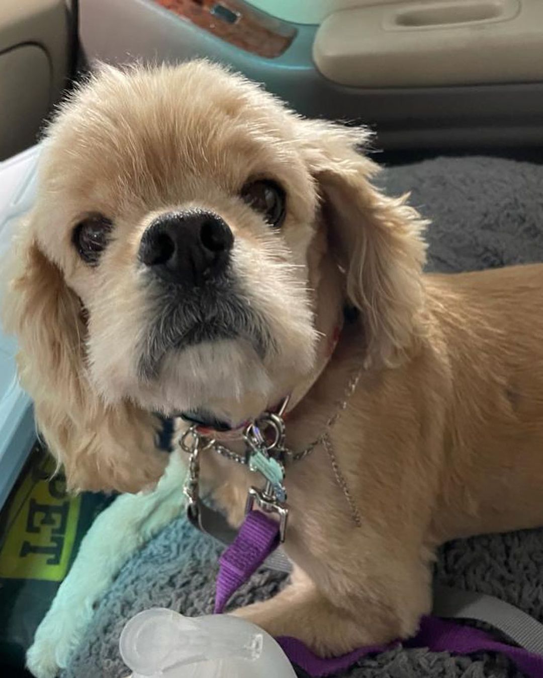 Welcome to America little Peaches! 

This teeny tiny cocker spaniel Freedom Flyer girlie just arrived from South Korea and she is LOVELY! 

She was rescued in South Korea, after living outdoors in a dreary cement yard.  The lady that rescued her moved in next door and would hear Peaches crying and crying at night time because she was so lonely and it was dark out.  So the neighbor would turn on a light and then talk to Peaches out of her window, to try to comfort her.

When the lady asked the neighbor if she would consider relinquishing her dog to a rescue group, the neighbor was eager to do so.  She said that Peaches had belonged to her daughter who had moved out. 

We had guessed Peaches to be around eight and a half years old but we just found out her real birthdate.  She will turn ten years of age on Christmas day! (she doesn't look it, she has a puppy face, doesn't she?)

We are currently taking adoption applications for Peaches.  Please be sure to tell serious adoption inquiries to read the adoption process section here:

CampCocker.com/adoptionprocess 

Spread the word for our recent little Freedom Flyer arrival, Peaches!

<a target='_blank' href='https://www.instagram.com/explore/tags/CompassionHasNoBorders/'>#CompassionHasNoBorders</a> 

<a target='_blank' href='https://www.instagram.com/explore/tags/SaveADogChangeTheWorld/'>#SaveADogChangeTheWorld</a> 

<a target='_blank' href='https://www.instagram.com/explore/tags/TeamPeaches/'>#TeamPeaches</a>
<a target='_blank' href='https://www.instagram.com/explore/tags/freedomflightrescue/'>#freedomflightrescue</a> <a target='_blank' href='https://www.instagram.com/explore/tags/campcockerrescue/'>#campcockerrescue</a> <a target='_blank' href='https://www.instagram.com/explore/tags/cockerspanielnetwork/'>#cockerspanielnetwork</a>