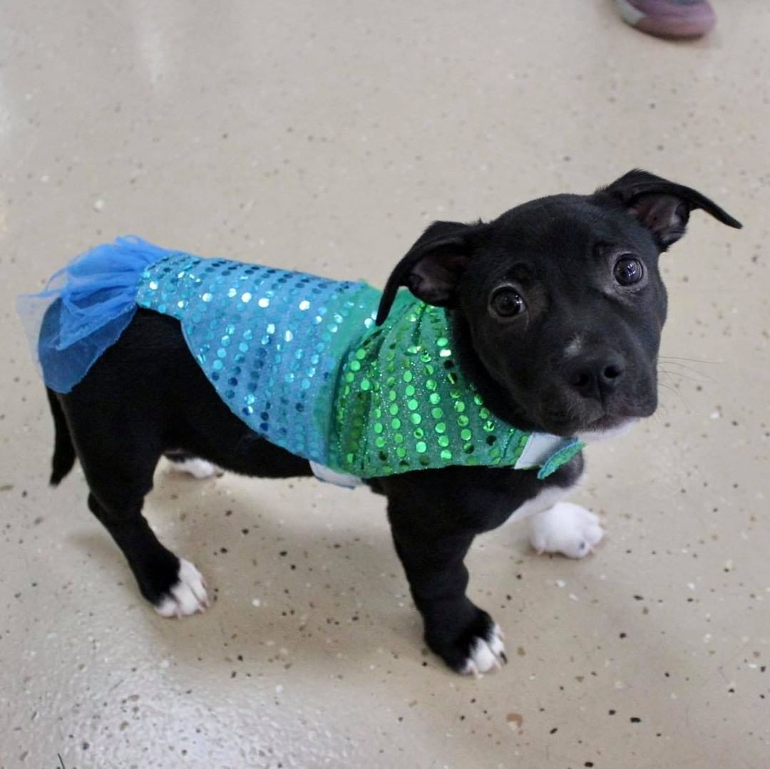 Happy Halloween from Reach Rescue🎃👻🐾
Adoptables got ready for the big day at yesterday’s adoption event. How cute do they look?! Let us know who your favorite is in the comments🤠

1. Bruce Lee the Cowboy
2. Paisley as Piglet
3. Journey the Unicorn
4. Axel as Eeyore
5. Buffy the Mermaid
6. Jason the Ice Cream Sundae
7. Freddy the Hot Dog
8. Kayak the Pumpkin 
9. Clara the Pig
10. Pearson the Dragon