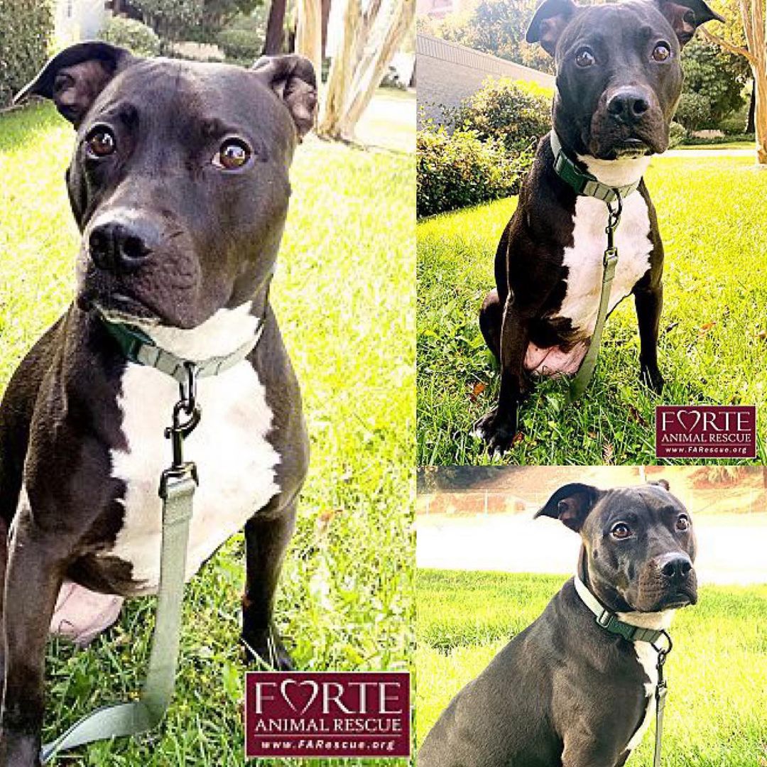 Adopt Frankie!! 🍁😍
・・・
Frankie (fancy name Frances) is a gentle soul. Her favorite spot is snuggled down beside her human under a blanket, and she makes an excellent little spoon. 🥄 When she’s excited, she looks up at you with her beautiful Disney princess eyes and wags her long tail. She likes to go on walks and will sniff flowers. 💐 When she’s super excited, she does a cool triple spin! When she was rescued at 6 months old, her leg was shattered so badly that she had to have it amputated. She is a three-legged wonder dog, and it doesn’t slow her down one bit! ✨ Come meet this cutie and take her home for the holidays! ❄️
・・・
www.adoptapet.com/pet/32985209
(Link in bio)
・・・
<a target='_blank' href='https://www.instagram.com/explore/tags/rescuedogsofinstagram/'>#rescuedogsofinstagram</a> <a target='_blank' href='https://www.instagram.com/explore/tags/forteanimalrescue/'>#forteanimalrescue</a> <a target='_blank' href='https://www.instagram.com/explore/tags/adoptdontshop/'>#adoptdontshop</a> <a target='_blank' href='https://www.instagram.com/explore/tags/rescuedog/'>#rescuedog</a> <a target='_blank' href='https://www.instagram.com/explore/tags/igdogs/'>#igdogs</a> #🐶