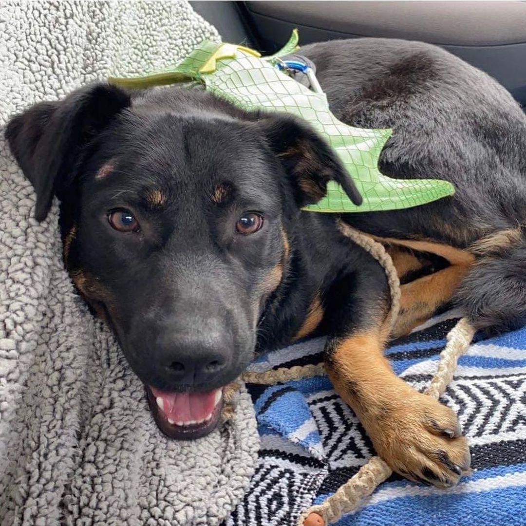 👻🎃HAPPY HALLOWEEN🎃👻

The OCHS Staff, Volunteers, Friends, and Residents want to wish everyone a safe, spooky, spectacular, and happy Halloween! 

Pictured below is one of our residents, Choctaw, who participated in the Vet School’s Halloween 5K yesterday! This run, sponsored by @hillspet , supported MSU Vet School’s Homeward Bound program! This program, much like the <a target='_blank' href='https://www.instagram.com/explore/tags/OCHSExpress/'>#OCHSExpress</a>, helps move dogs from MS to other regions of the country to help them find safe, happy, furrever homes! We’re so happy to offer our support such a wonderful program and thankful that some of our pups were able to get out of the shelter and stretch their legs for such a good cause! 

* For more on MSState VetMed Homeward Bound, see: https://www.vetmed.msstate.edu/outreach/community-engagement/service/homeward-bound
* For more on the OCHS Express, see: www.ochsms.org 

<a target='_blank' href='https://www.instagram.com/explore/tags/begooddogood/'>#begooddogood</a> <a target='_blank' href='https://www.instagram.com/explore/tags/homewardboundms/'>#homewardboundms</a> <a target='_blank' href='https://www.instagram.com/explore/tags/vetmed/'>#vetmed</a> <a target='_blank' href='https://www.instagram.com/explore/tags/vetrinarymedicine/'>#vetrinarymedicine</a> <a target='_blank' href='https://www.instagram.com/explore/tags/outreach/'>#outreach</a> <a target='_blank' href='https://www.instagram.com/explore/tags/myfavoritebreedisrescued/'>#myfavoritebreedisrescued</a> <a target='_blank' href='https://www.instagram.com/explore/tags/sheleterdogs/'>#sheleterdogs</a> <a target='_blank' href='https://www.instagram.com/explore/tags/dogsofinstagram/'>#dogsofinstagram</a> <a target='_blank' href='https://www.instagram.com/explore/tags/rescuedogs/'>#rescuedogs</a> <a target='_blank' href='https://www.instagram.com/explore/tags/adoptashelterdog/'>#adoptashelterdog</a> <a target='_blank' href='https://www.instagram.com/explore/tags/ochs/'>#ochs</a> <a target='_blank' href='https://www.instagram.com/explore/tags/adoptdontshop/'>#adoptdontshop</a> <a target='_blank' href='https://www.instagram.com/explore/tags/animalrescue/'>#animalrescue</a> <a target='_blank' href='https://www.instagram.com/explore/tags/spayandneuter/'>#spayandneuter</a> <a target='_blank' href='https://www.instagram.com/explore/tags/adoptables/'>#adoptables</a> <a target='_blank' href='https://www.instagram.com/explore/tags/humanesociety/'>#humanesociety</a> <a target='_blank' href='https://www.instagram.com/explore/tags/animalwelfare/'>#animalwelfare</a> <a target='_blank' href='https://www.instagram.com/explore/tags/whywerescue/'>#whywerescue</a> <a target='_blank' href='https://www.instagram.com/explore/tags/adoptezmoi/'>#adoptezmoi</a> <a target='_blank' href='https://www.instagram.com/explore/tags/adoptme/'>#adoptme</a> <a target='_blank' href='https://www.instagram.com/explore/tags/starkvillems/'>#starkvillems</a> <a target='_blank' href='https://www.instagram.com/explore/tags/mspets/'>#mspets</a> <a target='_blank' href='https://www.instagram.com/explore/tags/petsofinstagram/'>#petsofinstagram</a> <a target='_blank' href='https://www.instagram.com/explore/tags/rescuelove/'>#rescuelove</a>